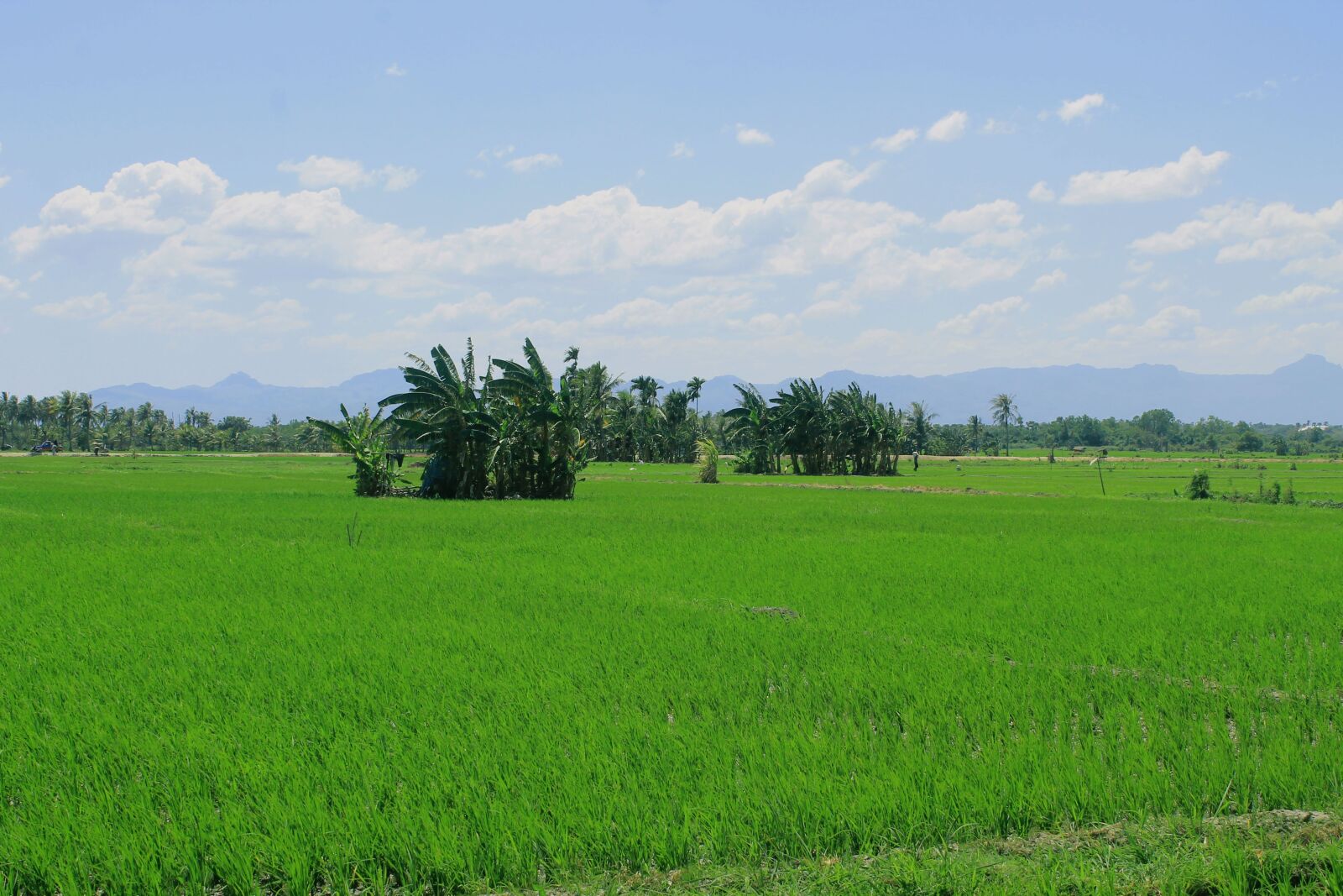 Canon EOS 1100D (EOS Rebel T3 / EOS Kiss X50) sample photo. Field, padi, green photography