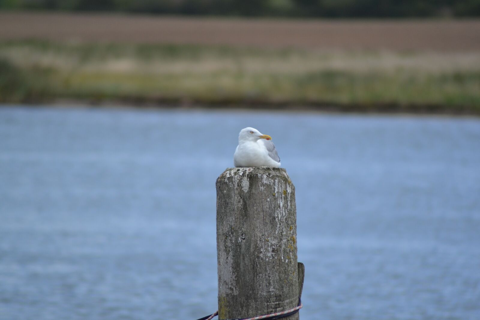 Nikon D3100 sample photo. Seagull, water, nature photography