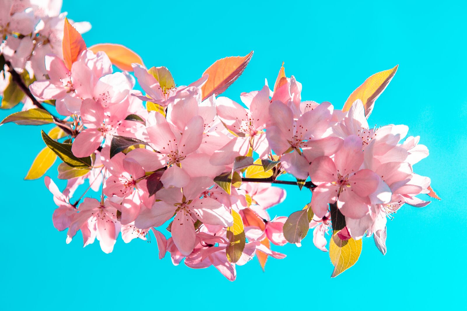 Canon EOS 700D (EOS Rebel T5i / EOS Kiss X7i) sample photo. Flowers, blooming, pink photography