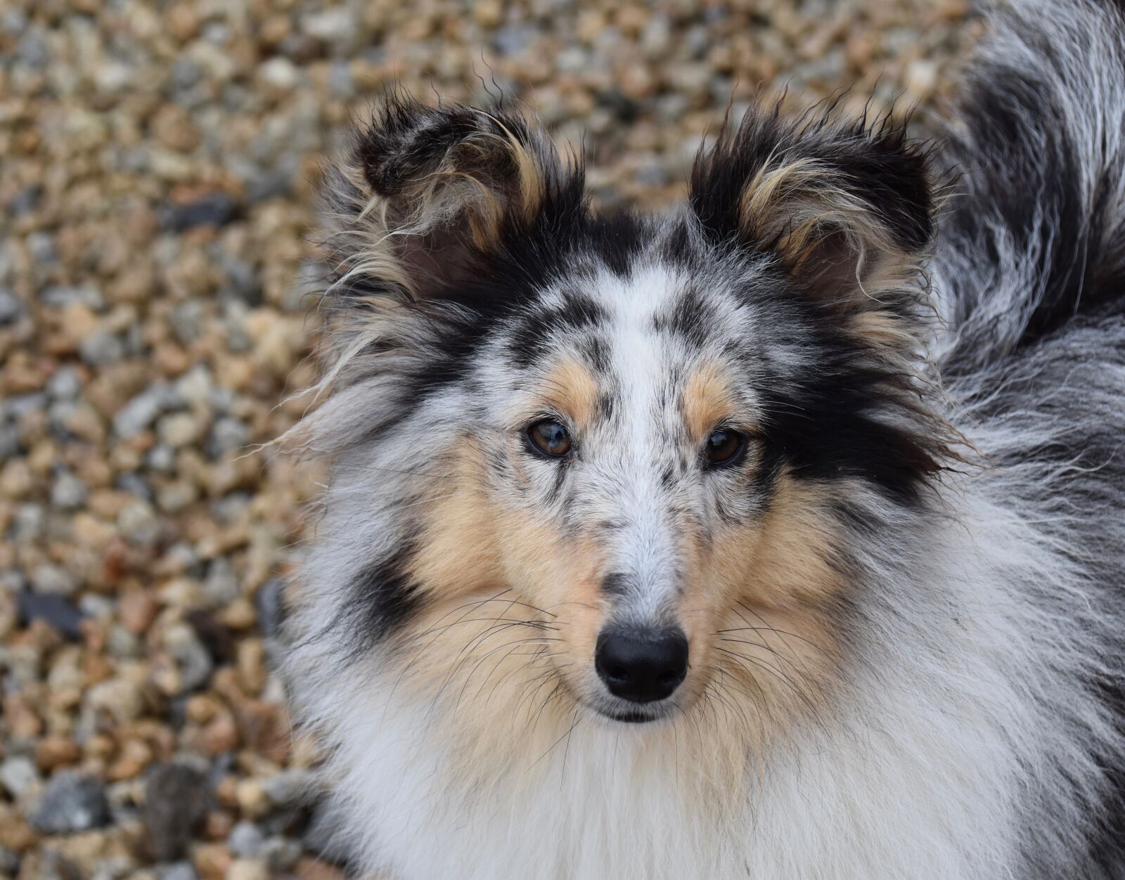 Nikon D5600 sample photo. Dog, bitch, pup photography