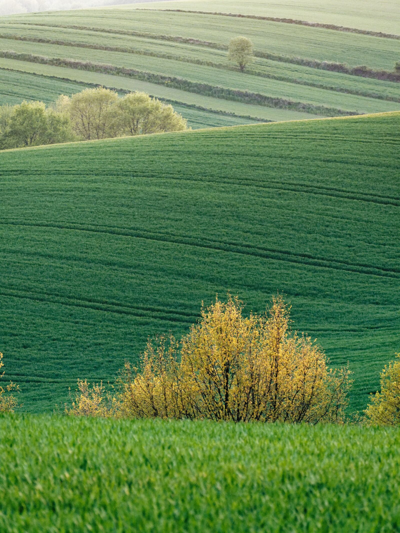 Olympus OM-D E-M5 III sample photo. Field, village, spring photography
