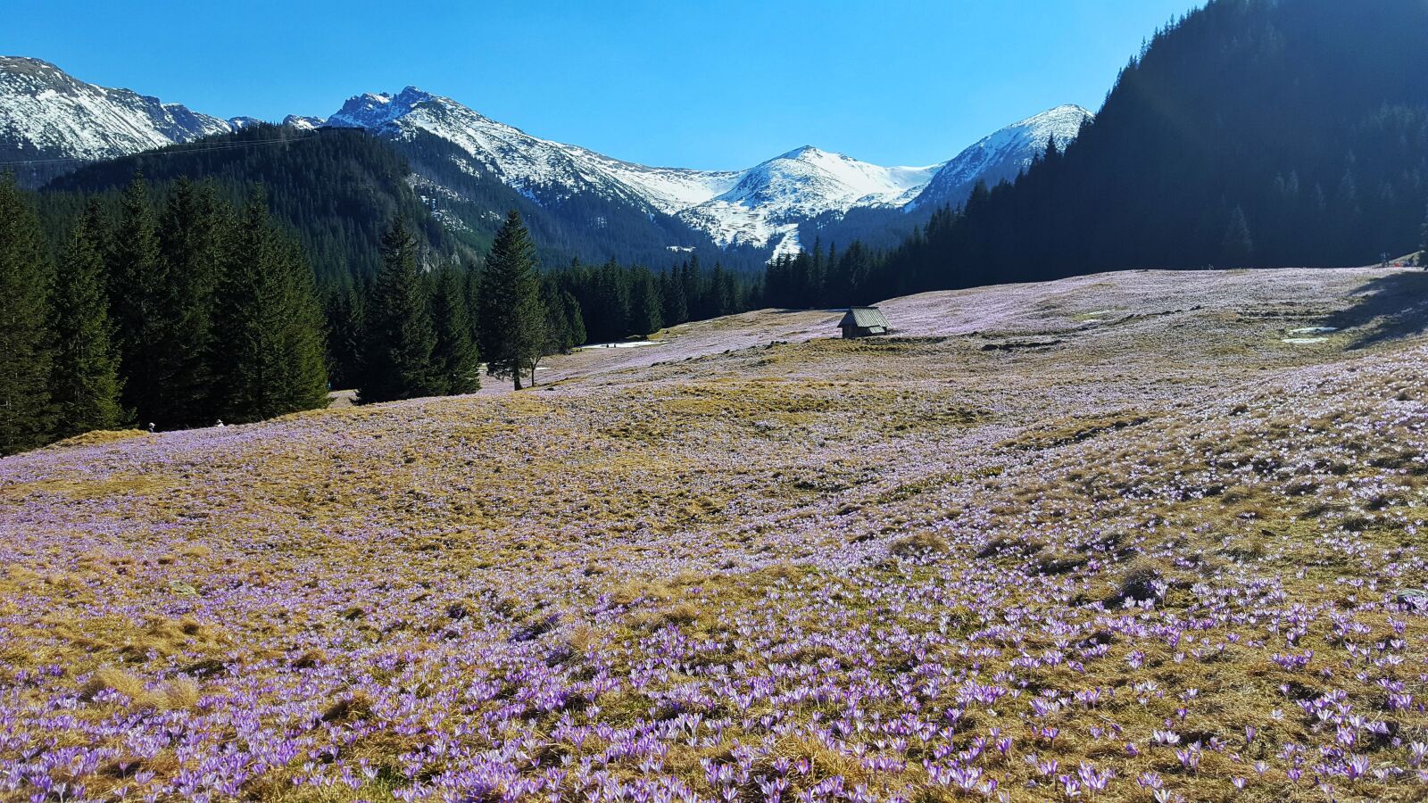 Samsung Galaxy S6 sample photo. Kalatówki, tatry, buried photography