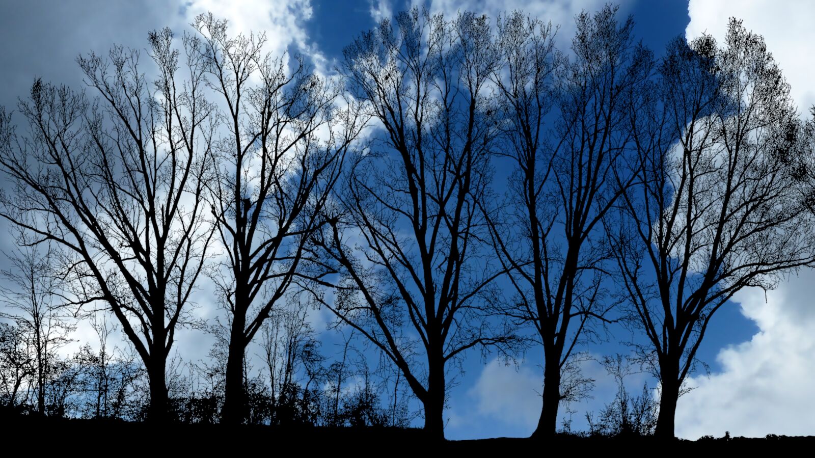 Panasonic Lumix DMC-FZ200 sample photo. Nature, sky, trees photography