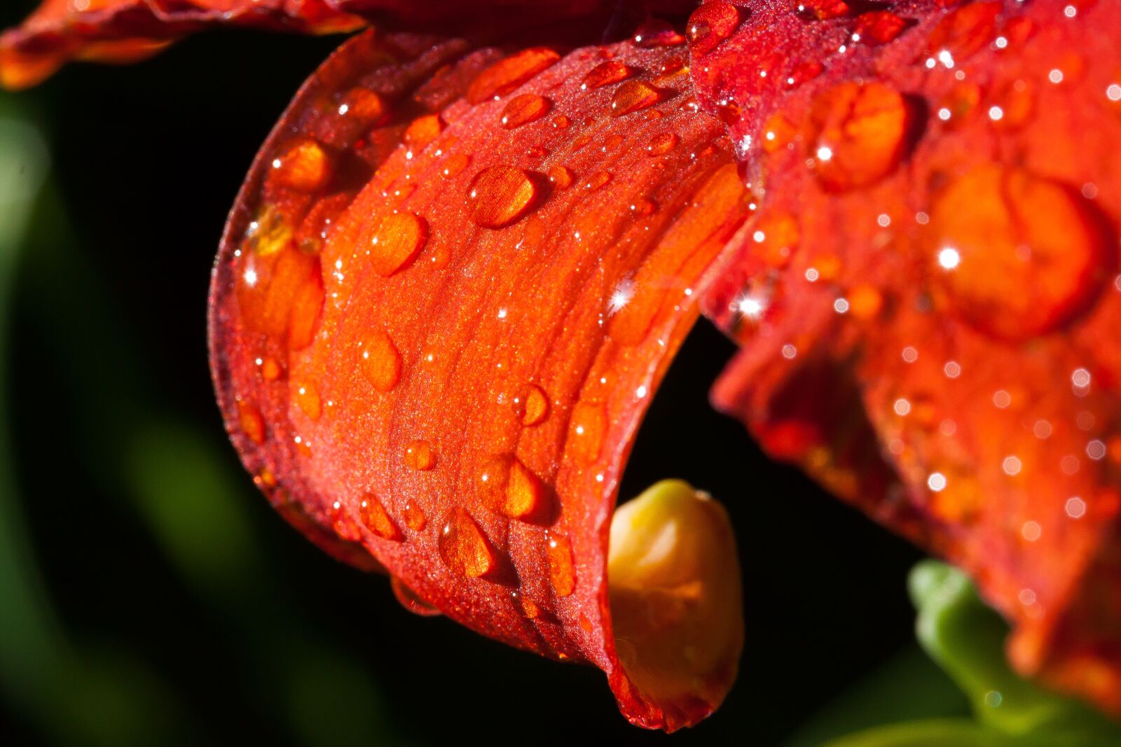 Canon EOS 50D sample photo. Daylily, hemerocallis, day lily photography