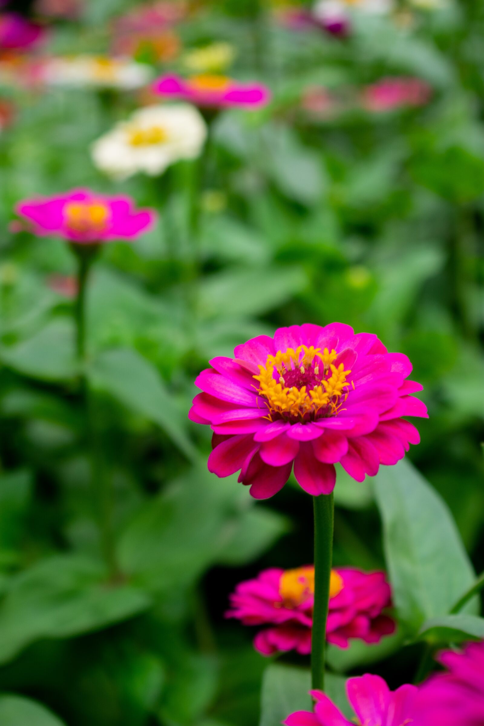 Nikon D3400 sample photo. Flowers, nature, green photography