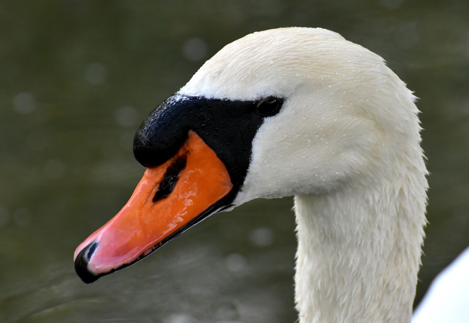 Nikon D7200 sample photo. Swan, elegant, noble photography