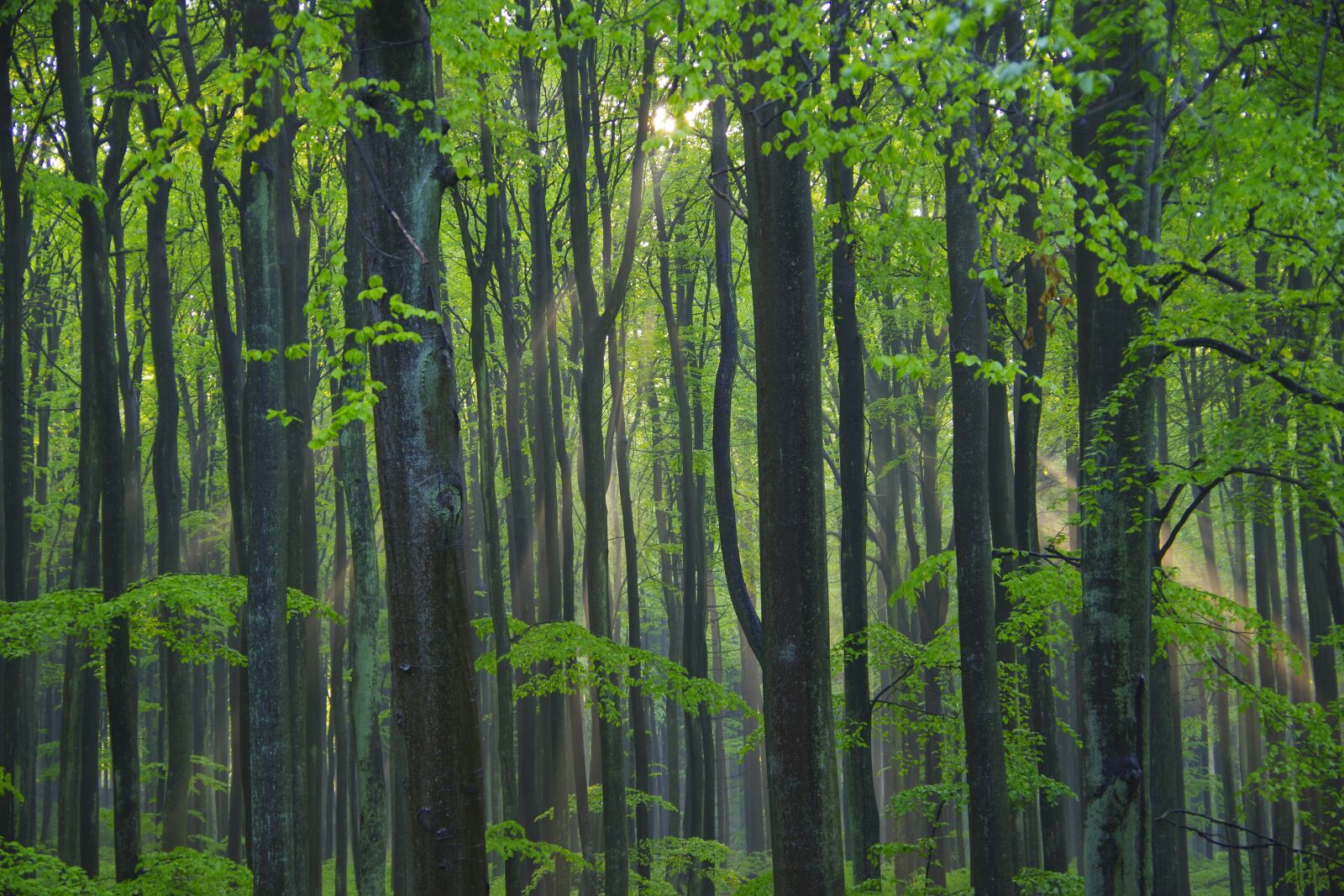 Pentax K-70 sample photo. Forest, nature, green photography