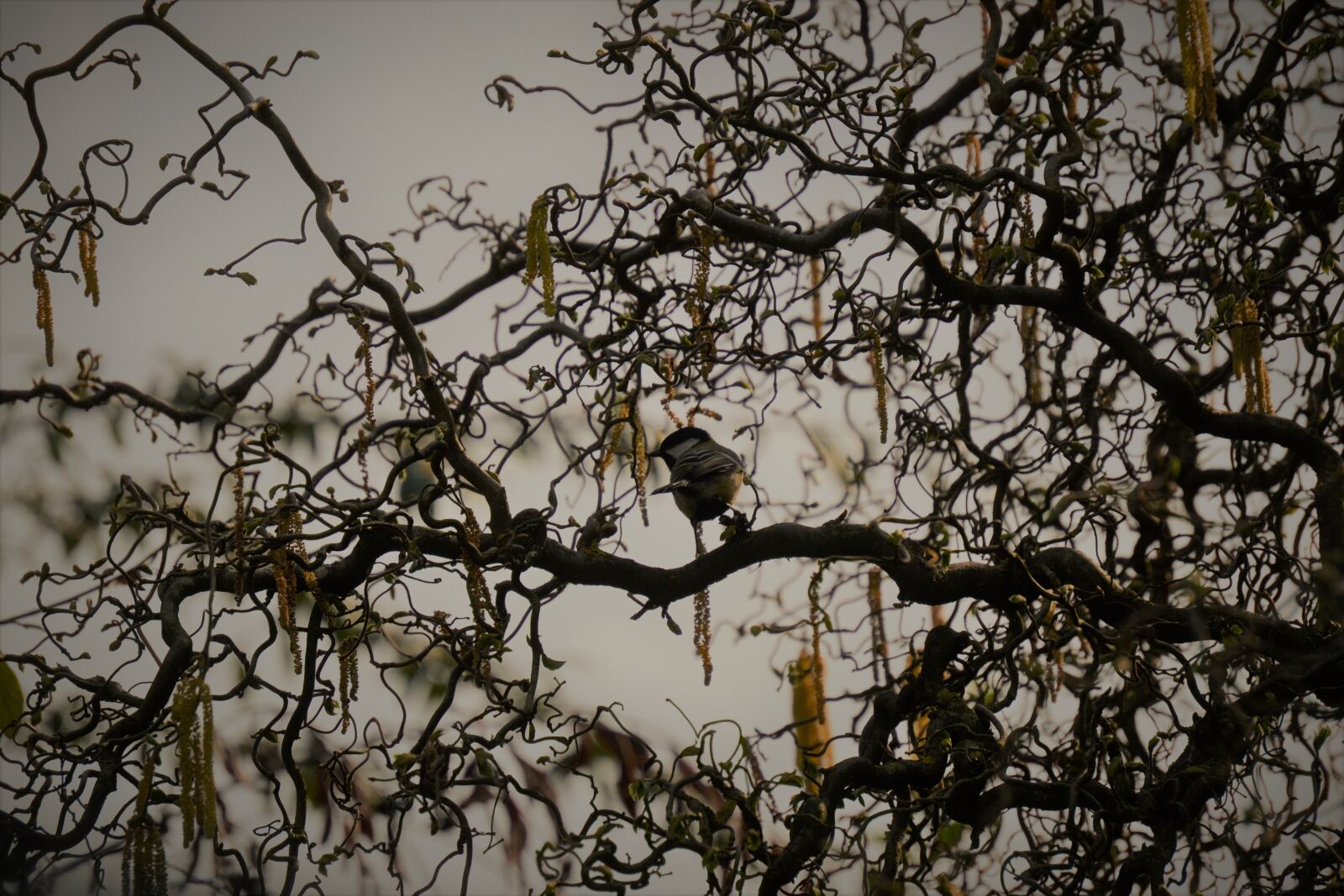 Nikon D3100 sample photo. Bird, tree, gloomy photography