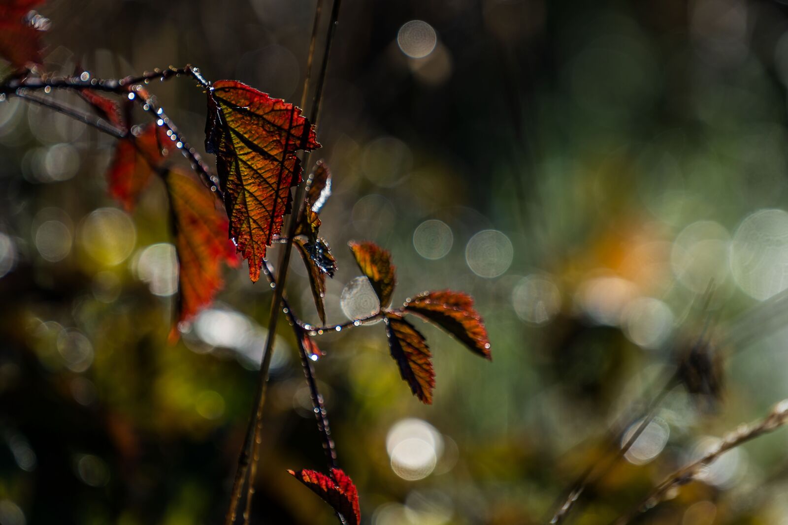 Sony a7 III + Sony FE 70-200mm F4 G OSS sample photo. Nature, landscape, leaf photography