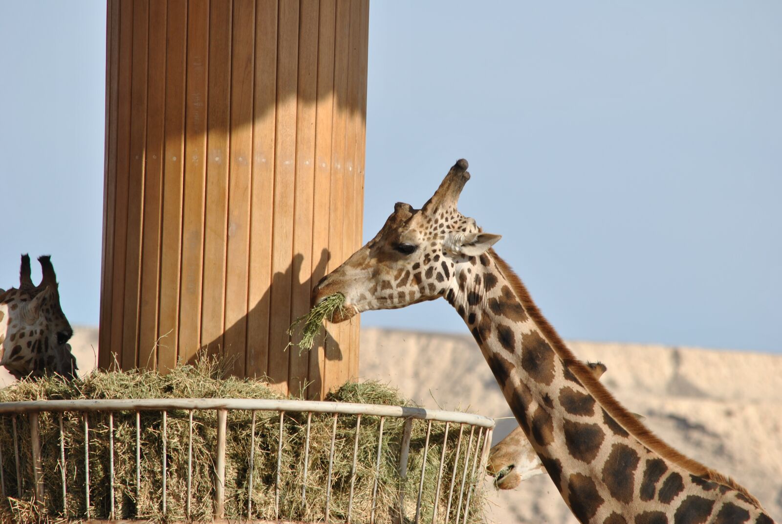 Nikon D3000 sample photo. Giraffe, safari, africa photography