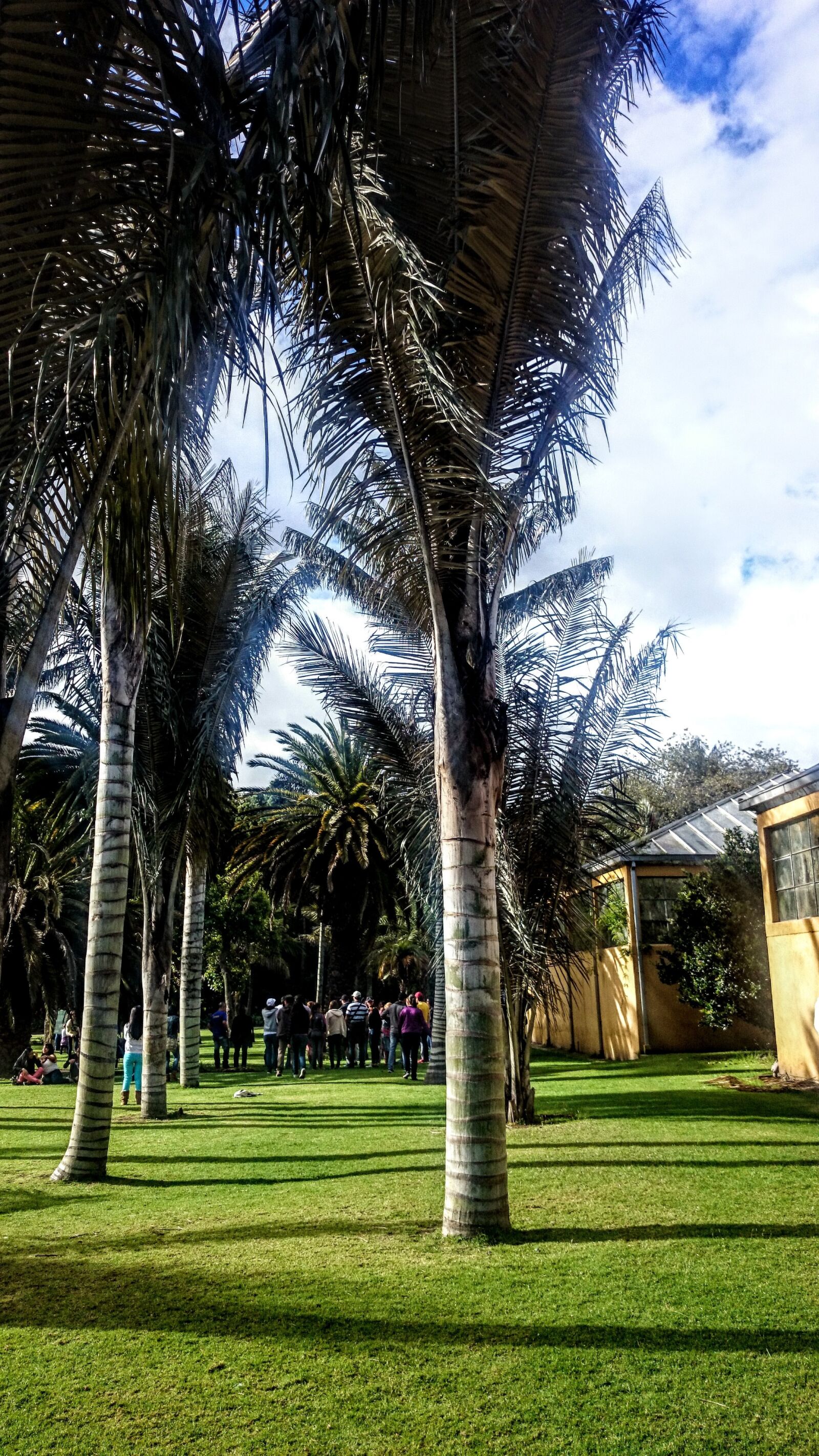 Sony Xperia Z1 Compact sample photo. Palm wax, trees, botanical photography
