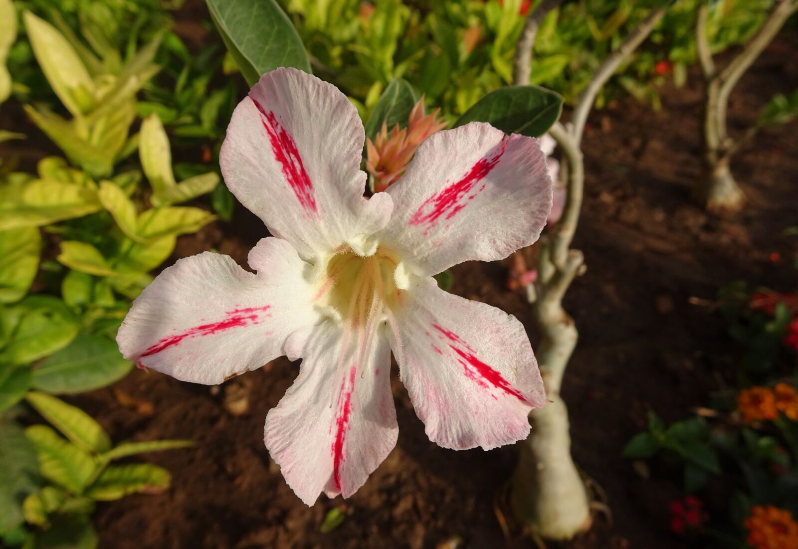 Sony Cyber-shot DSC-HX90V sample photo. Flower, adenium, apocynum photography