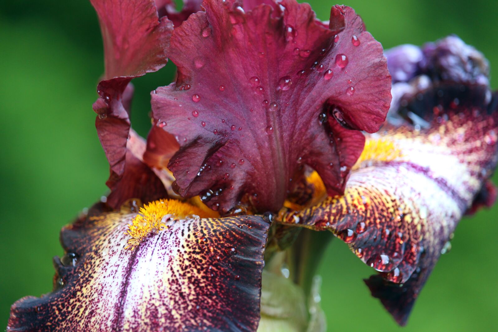 Canon EOS 700D (EOS Rebel T5i / EOS Kiss X7i) sample photo. Iris, lily, blossom photography