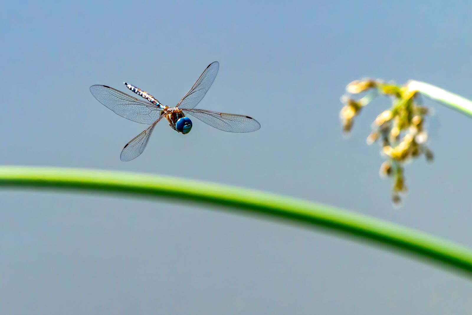 Sony a7R III sample photo. Dragonfly, flying dragonfly, insect photography