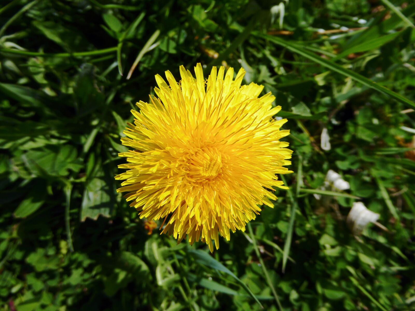 Panasonic DMC-TZ61 sample photo. Dandelion, yellow, blossom photography