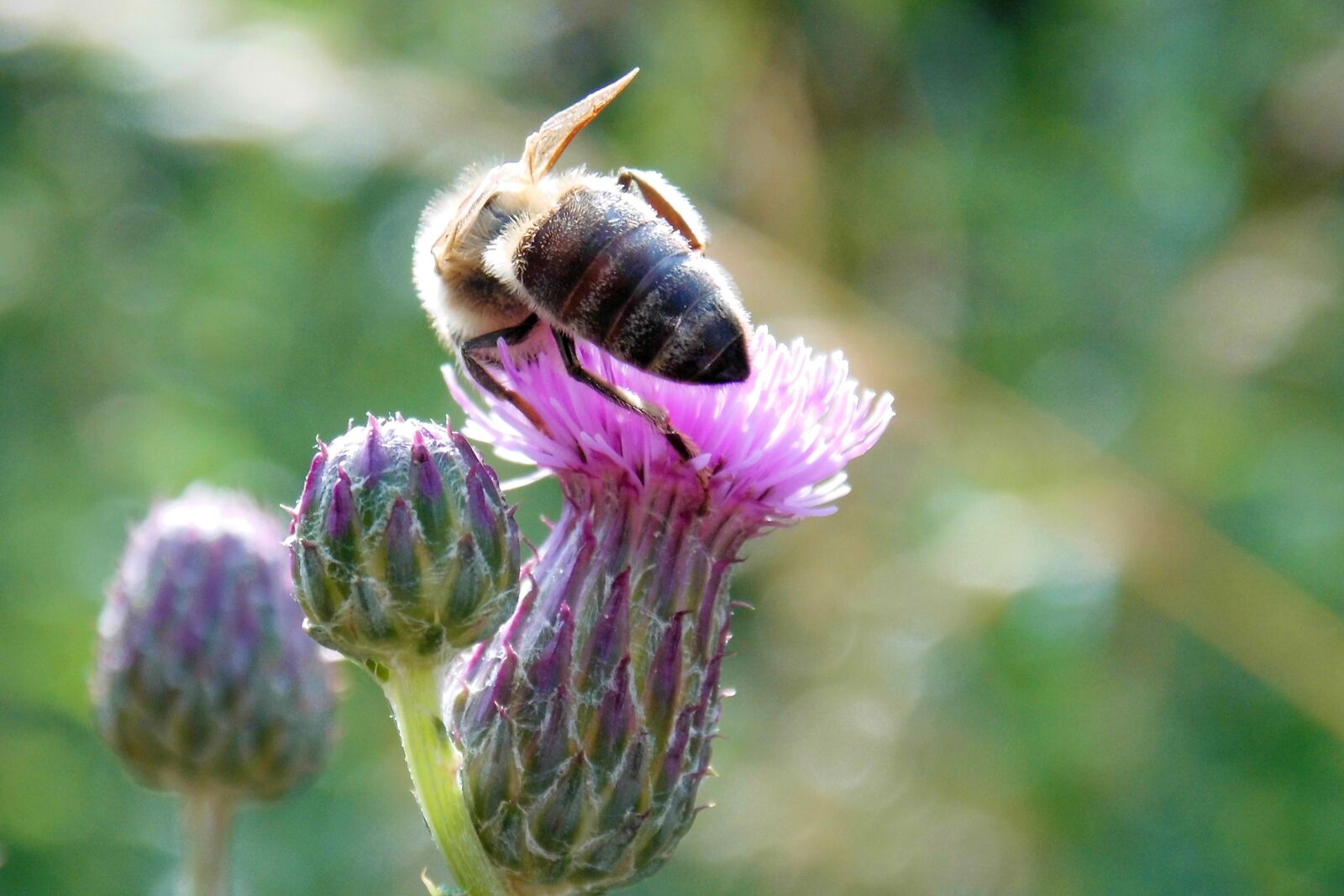 MEDION MD86827 sample photo. Thistle flower, insect, bee photography