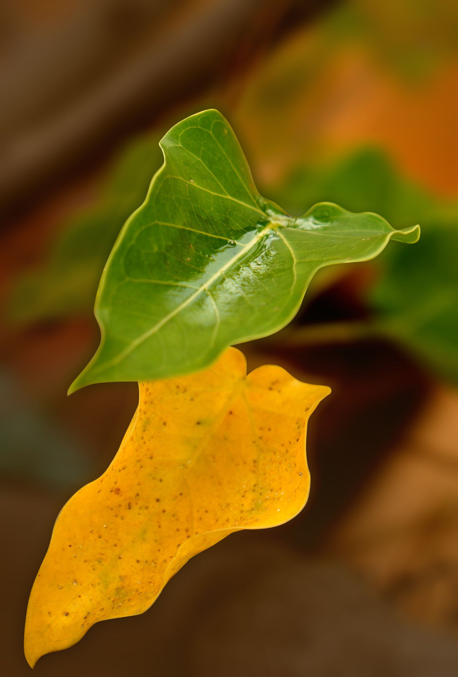 Sony Alpha NEX-F3 + Sony E 18-55mm F3.5-5.6 OSS sample photo. Background, yellow leaves, green photography