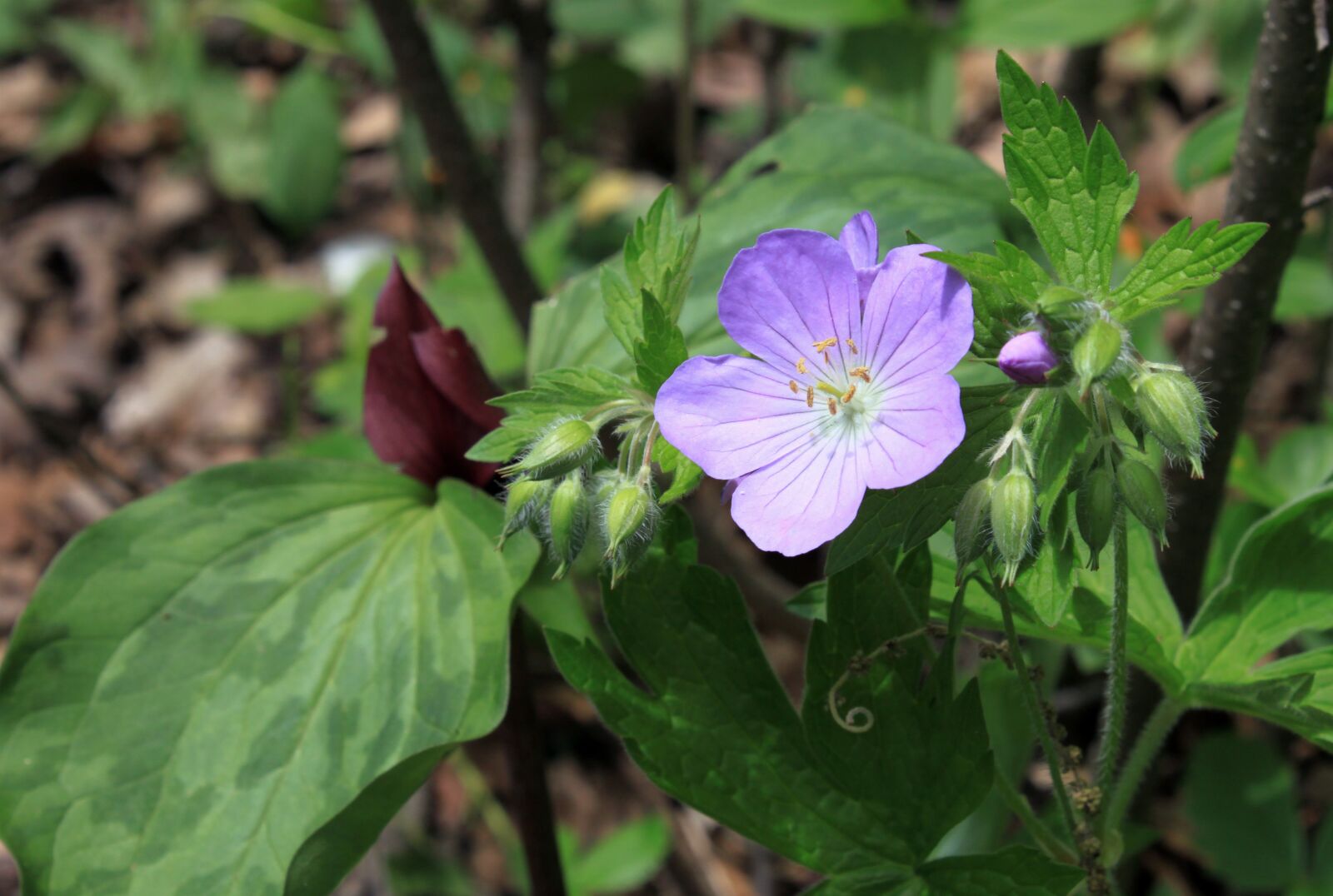Canon EOS 500D (EOS Rebel T1i / EOS Kiss X3) sample photo. Flower, wild, wildflower photography