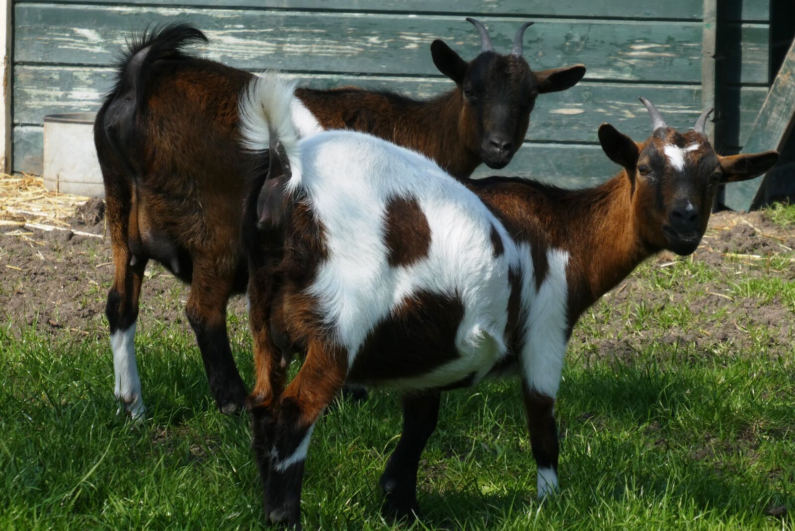 Panasonic Lumix DC-ZS70 (Lumix DC-TZ90) sample photo. Goats, petting, goat photography