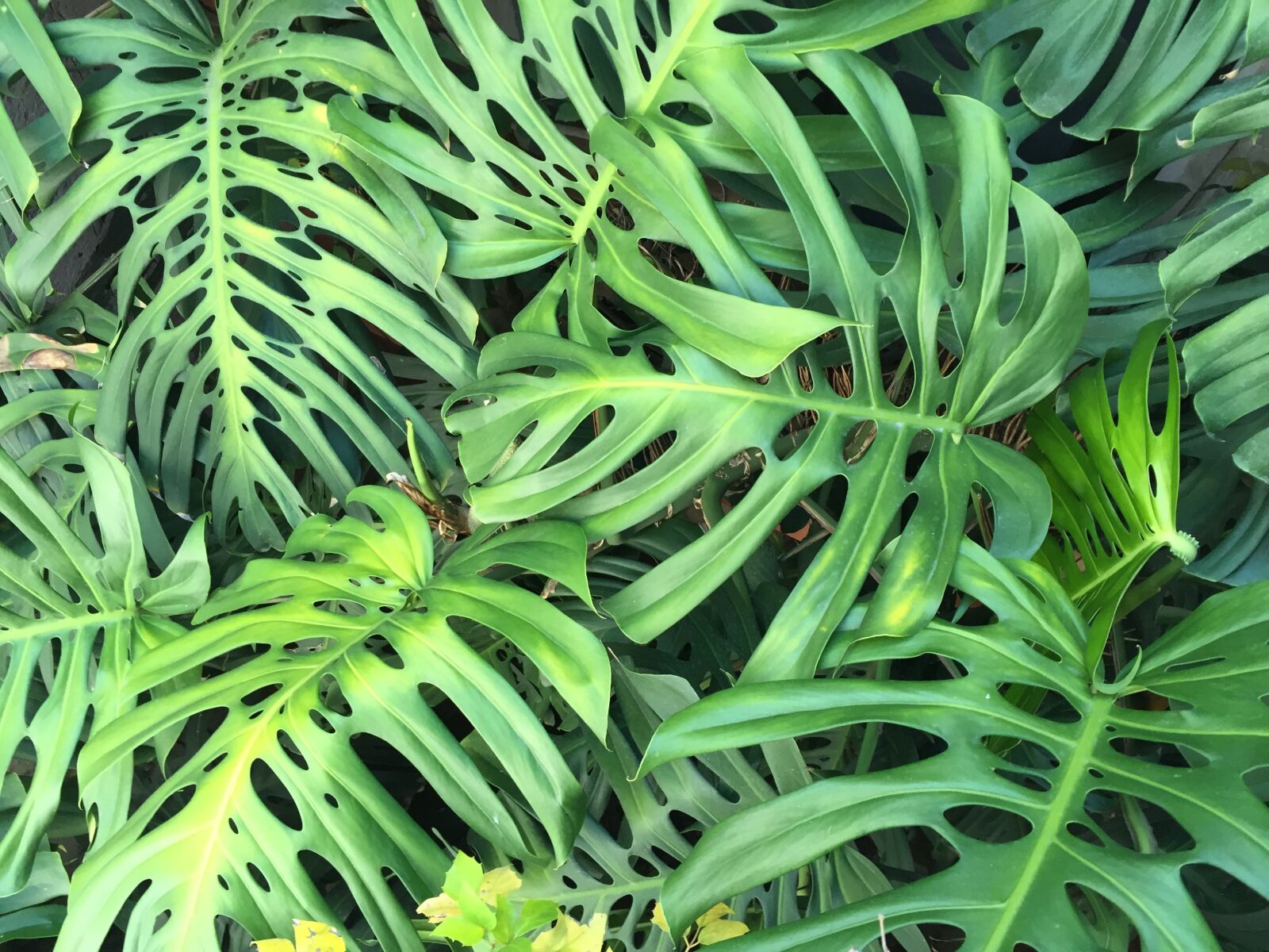 Apple iPhone 6 sample photo. Green, leaves, nature photography