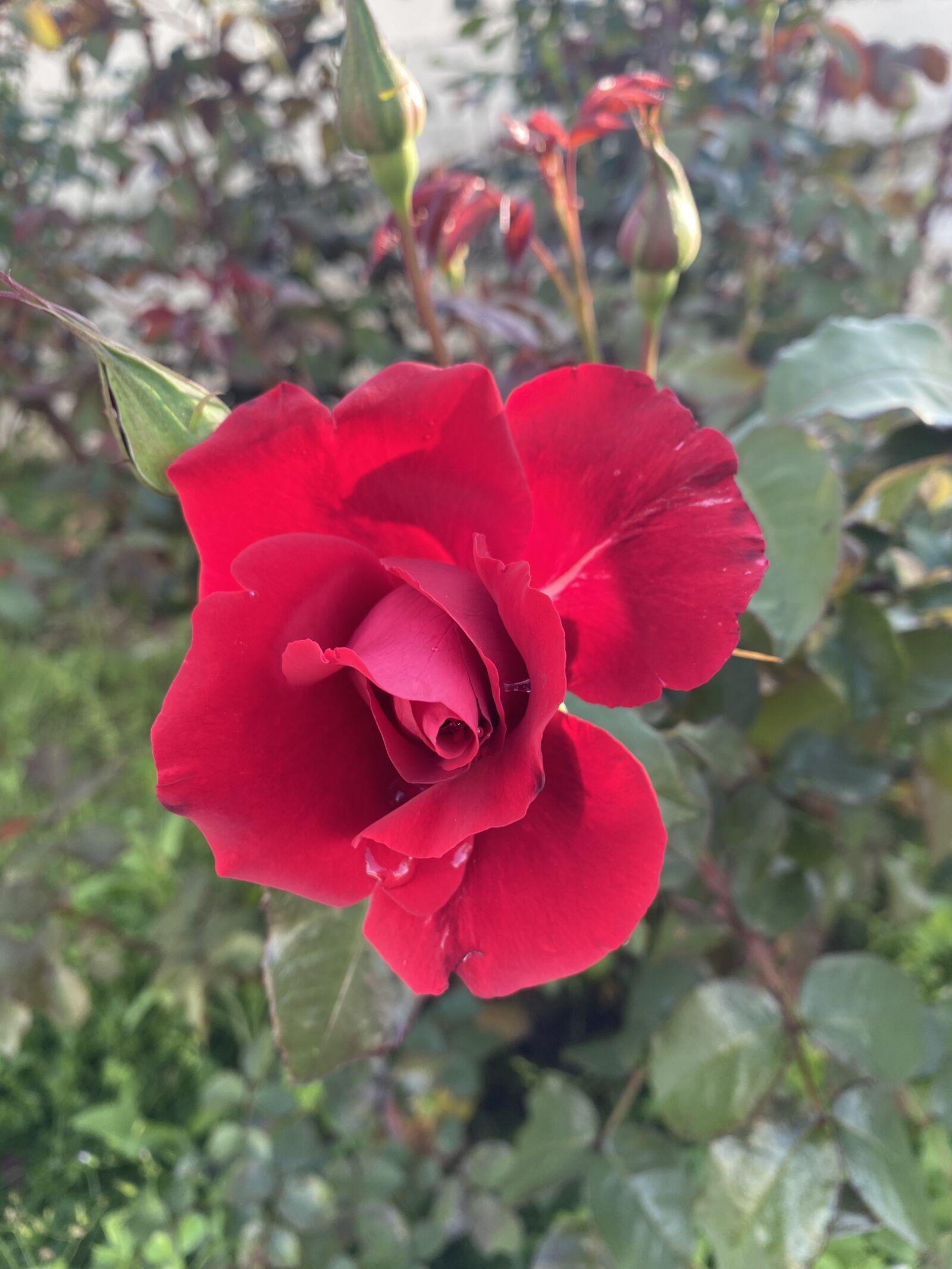 Apple iPhone 11 sample photo. Red rose, red flower photography