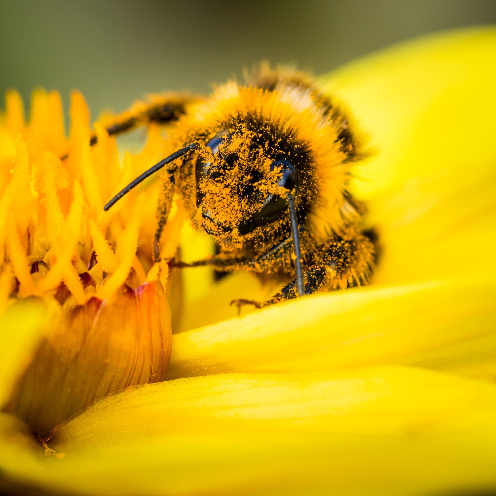 Nikon D7100 sample photo. Bee, pollen, bumblebee photography