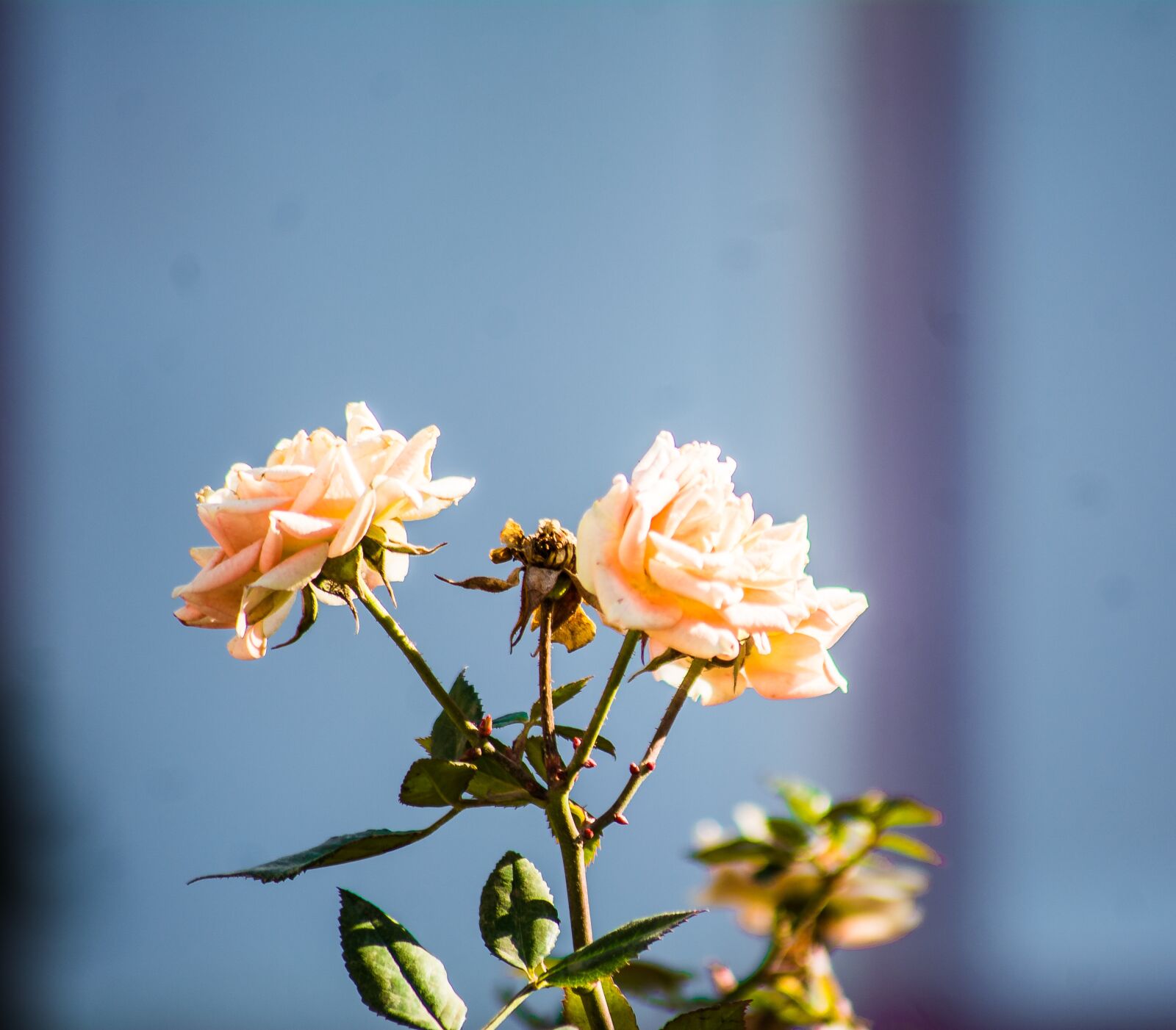 Nikon D5200 sample photo. Flower, white, petal photography