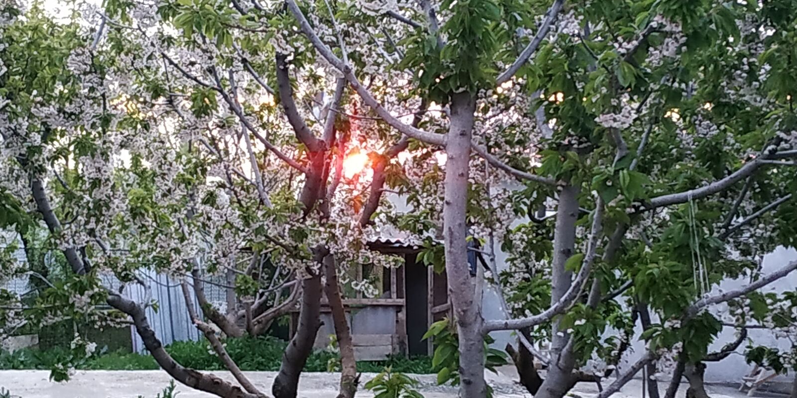 Xiaomi Redmi Note 5 sample photo. Cherry, cherry tree, nature photography