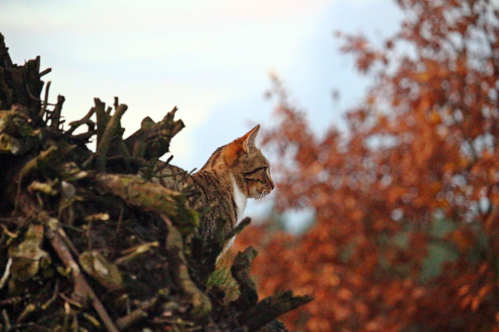 Canon EOS 100D (EOS Rebel SL1 / EOS Kiss X7) sample photo. Tiger cat, mieze, cat photography