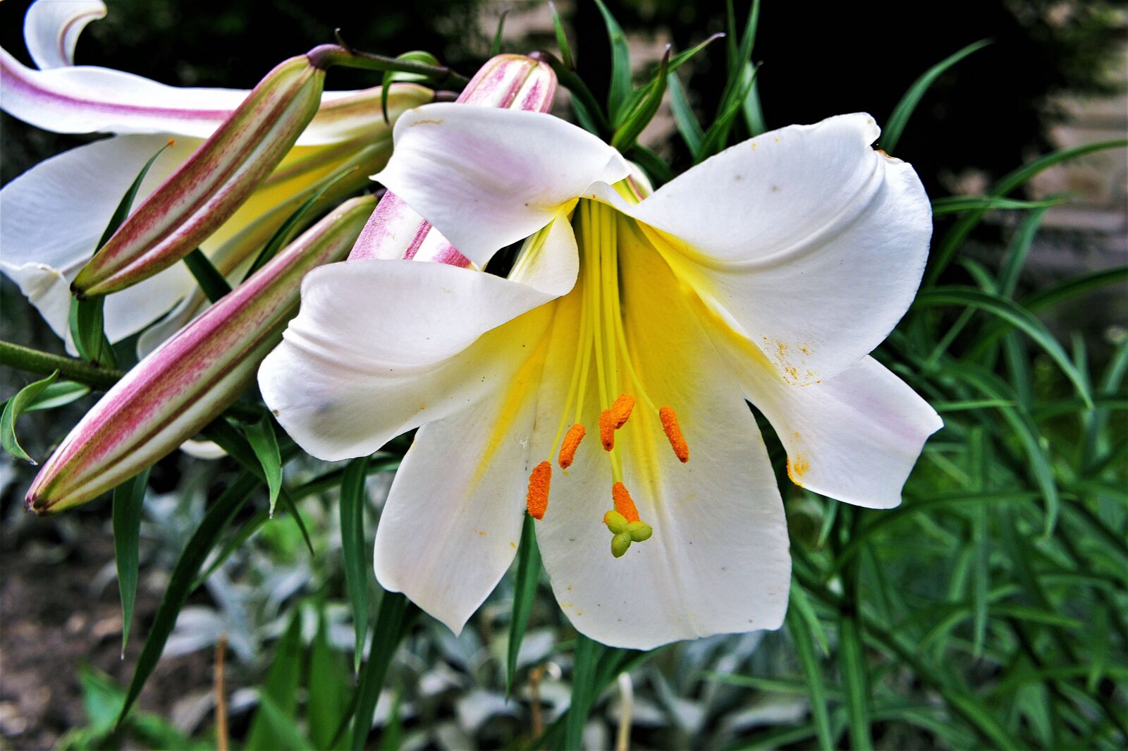 Sony Alpha NEX-3 + Sony E 18-55mm F3.5-5.6 OSS sample photo. White, lily, flower photography