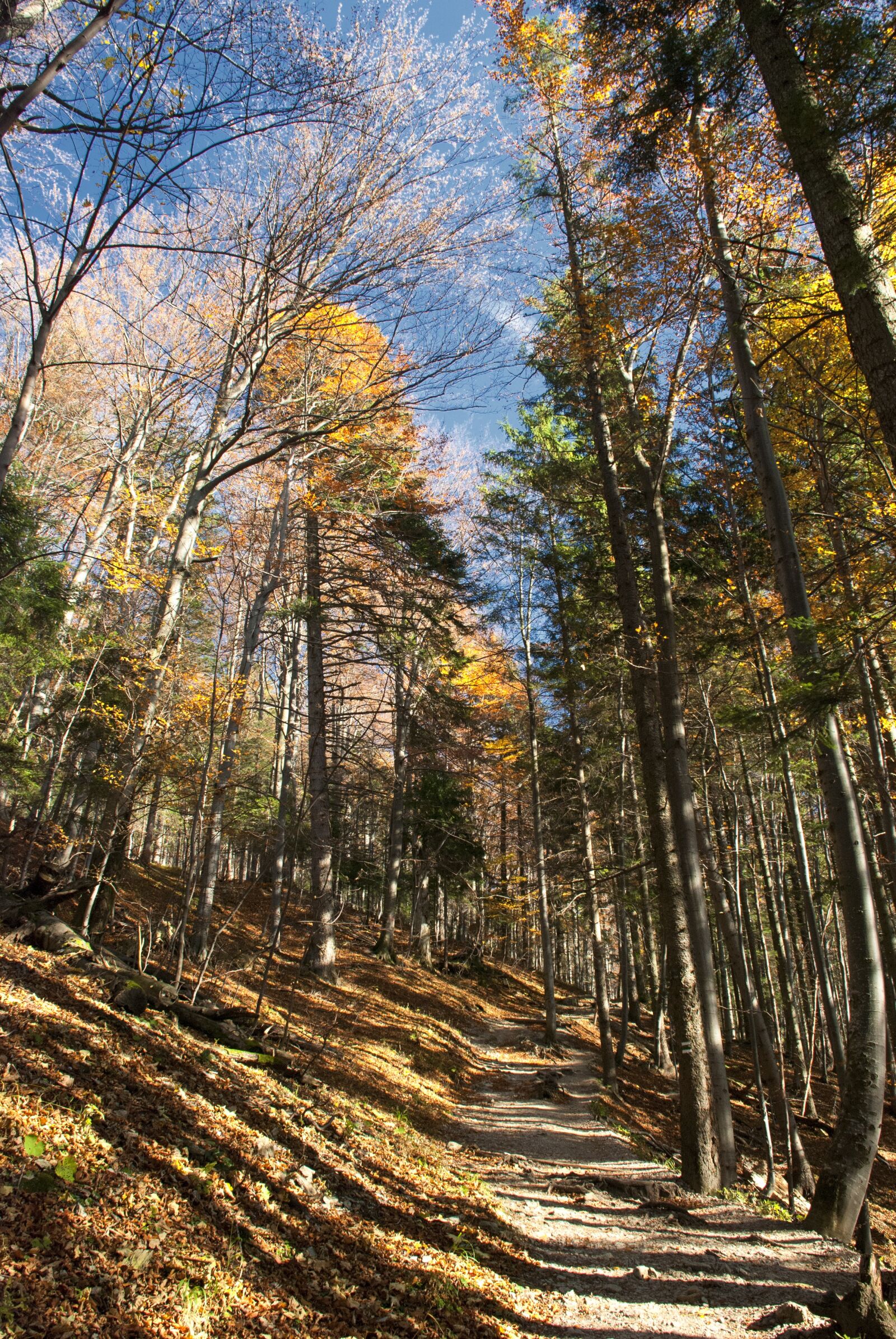 Nikon D80 sample photo. Autumn, nature, forest photography