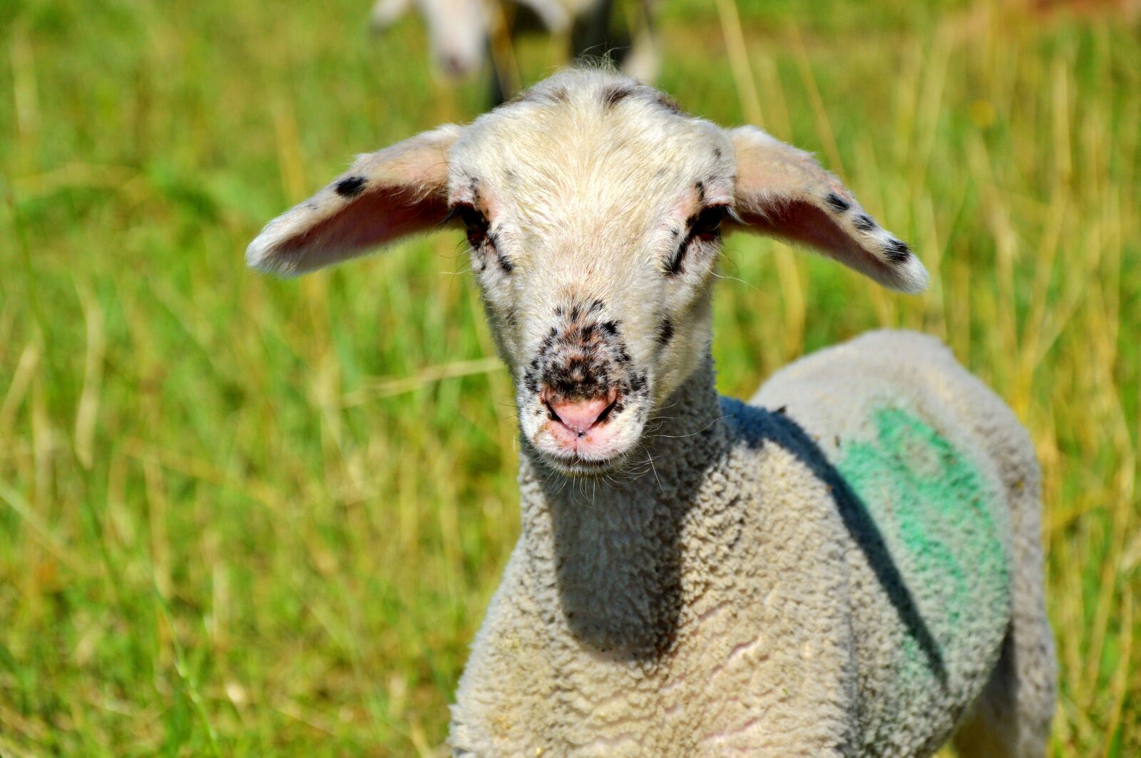 Nikon D3200 sample photo. Sheep, schäfchen, livestock photography