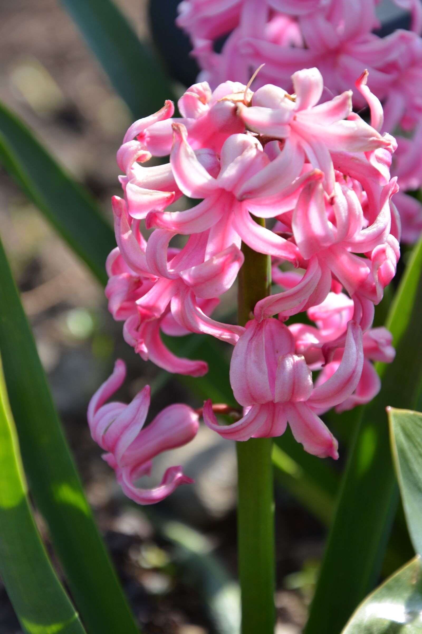Nikon D7100 sample photo. Flower, pink, pink flower photography
