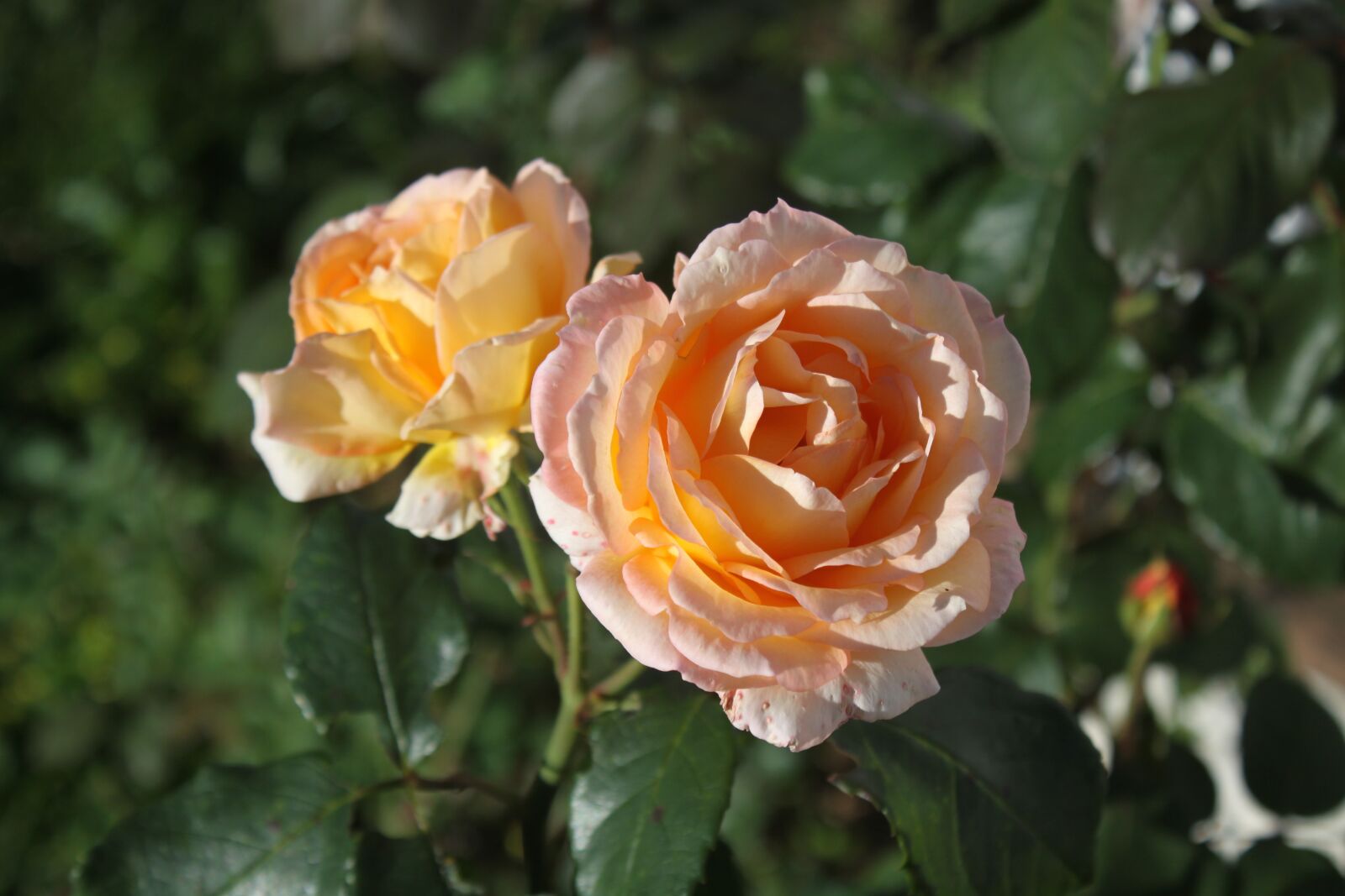 Canon EOS 50D sample photo. Roses, blossom, flower photography