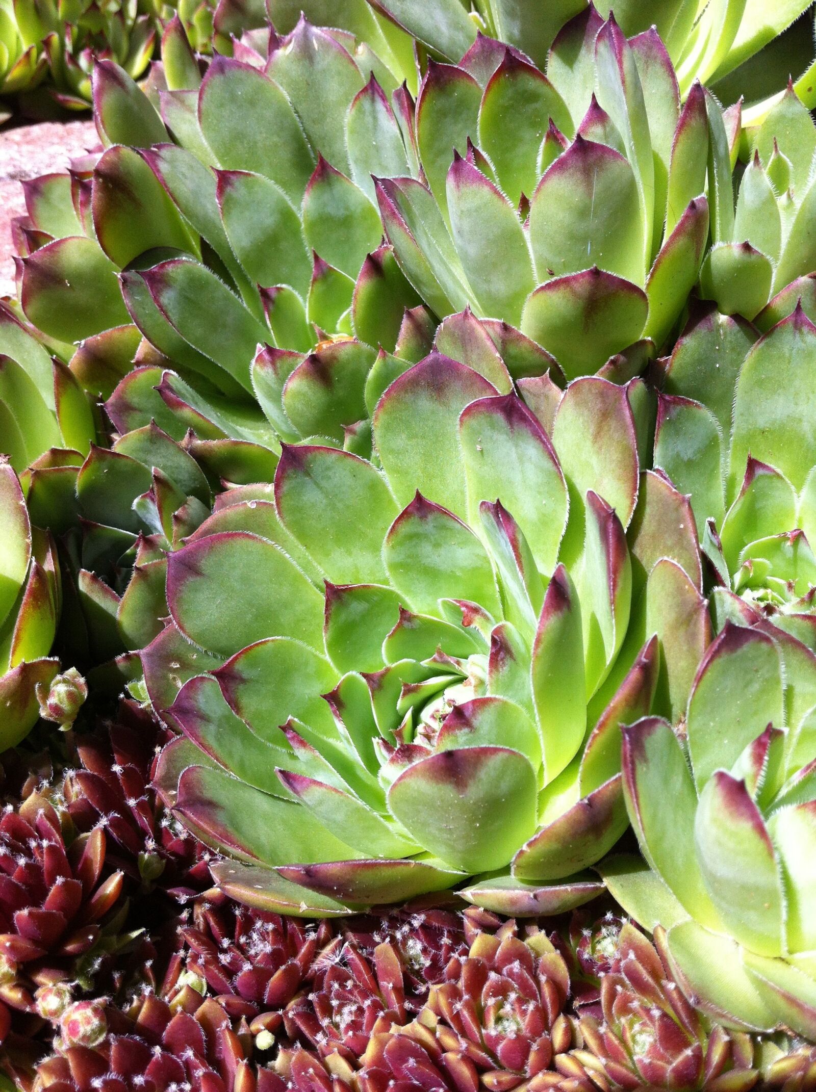 Apple iPhone 4 sample photo. Hens and chicks, succulent photography