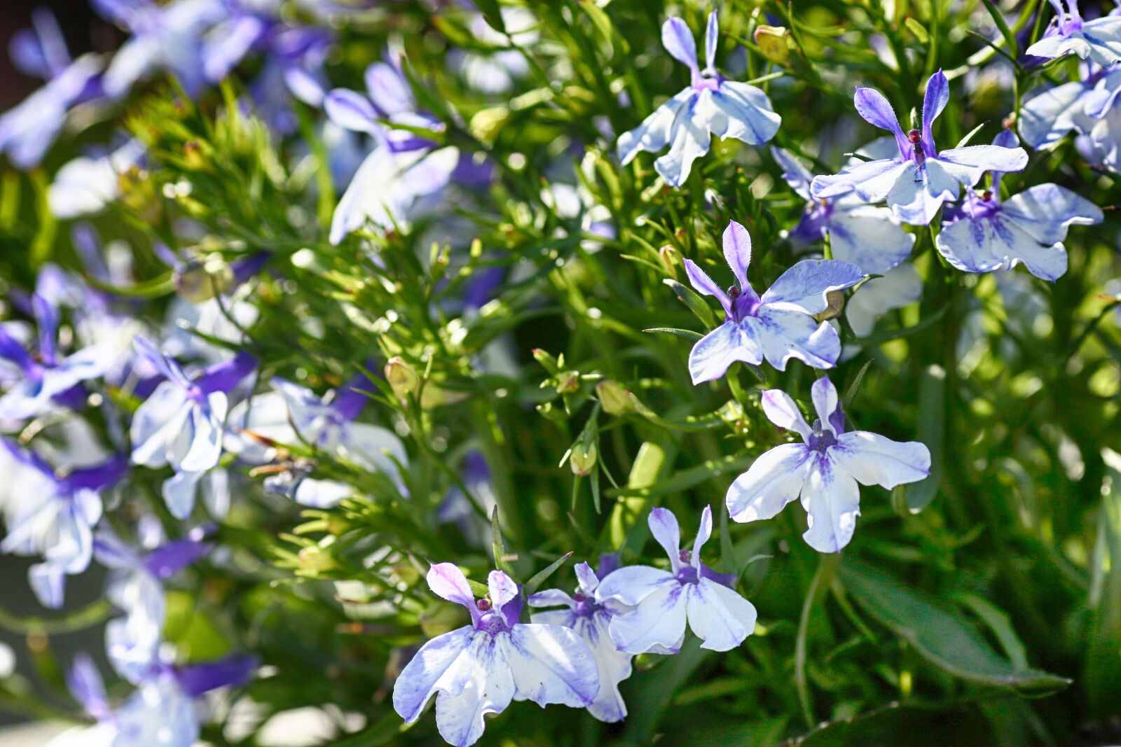 Canon EOS 7D Mark II + Canon EF 135mm F2L USM sample photo. Flower, garden flower, nature photography