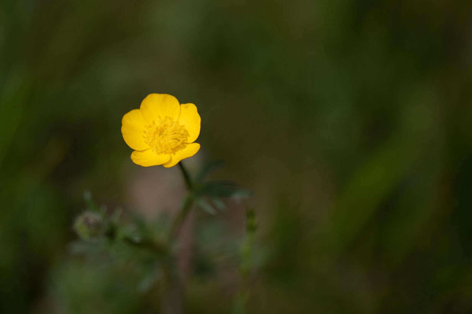 Canon EF 100mm F2.8L Macro IS USM sample photo. Macro, flower, nature photography