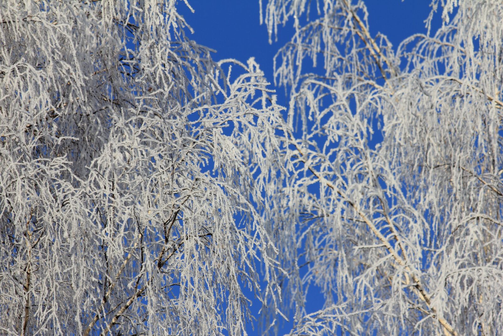 Canon EOS 550D (EOS Rebel T2i / EOS Kiss X4) sample photo. Tree, snow, winter photography
