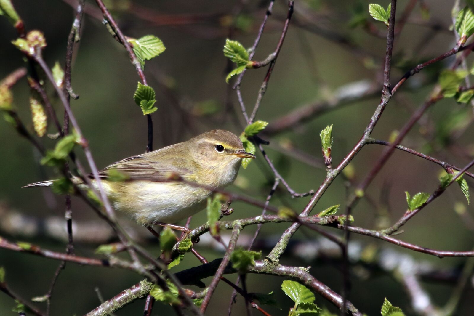 Canon EOS 80D + Canon EF 70-300mm F4-5.6 IS USM sample photo. Chiffchaff, bird, nature photography