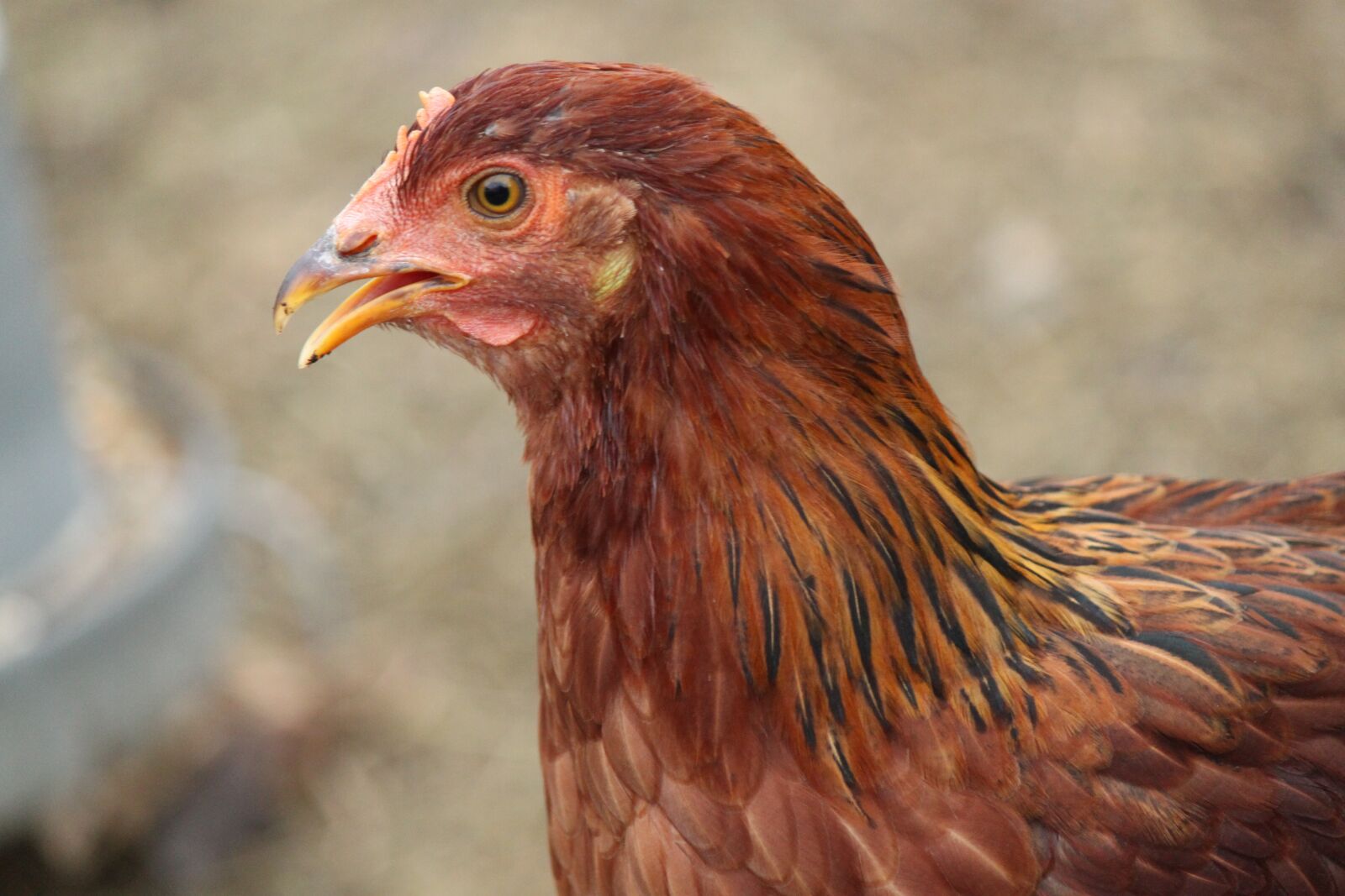 Canon EOS 500D (EOS Rebel T1i / EOS Kiss X3) sample photo. Chicken, hen, farm photography
