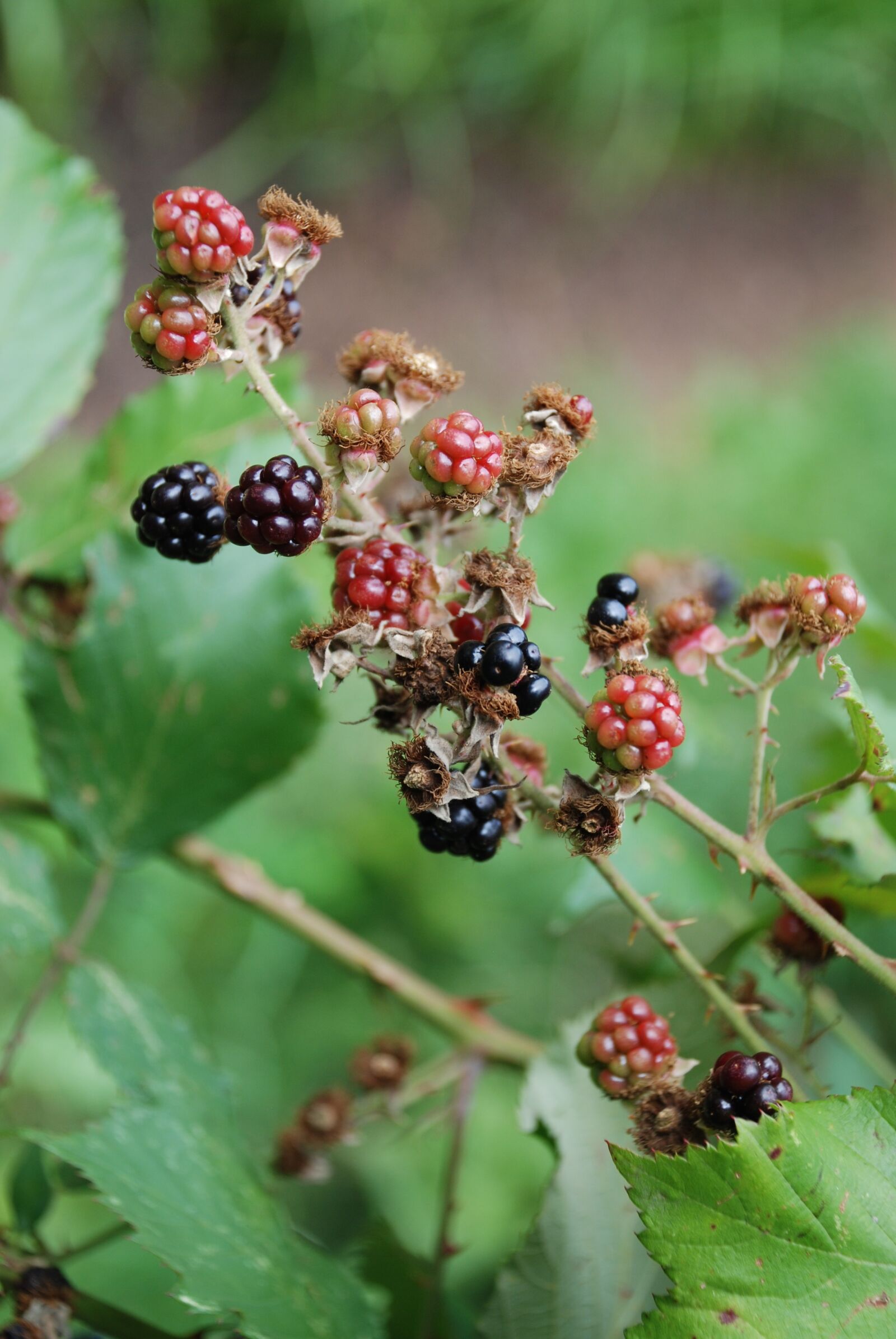 Nikon D80 sample photo. Blackberries, september, berry photography