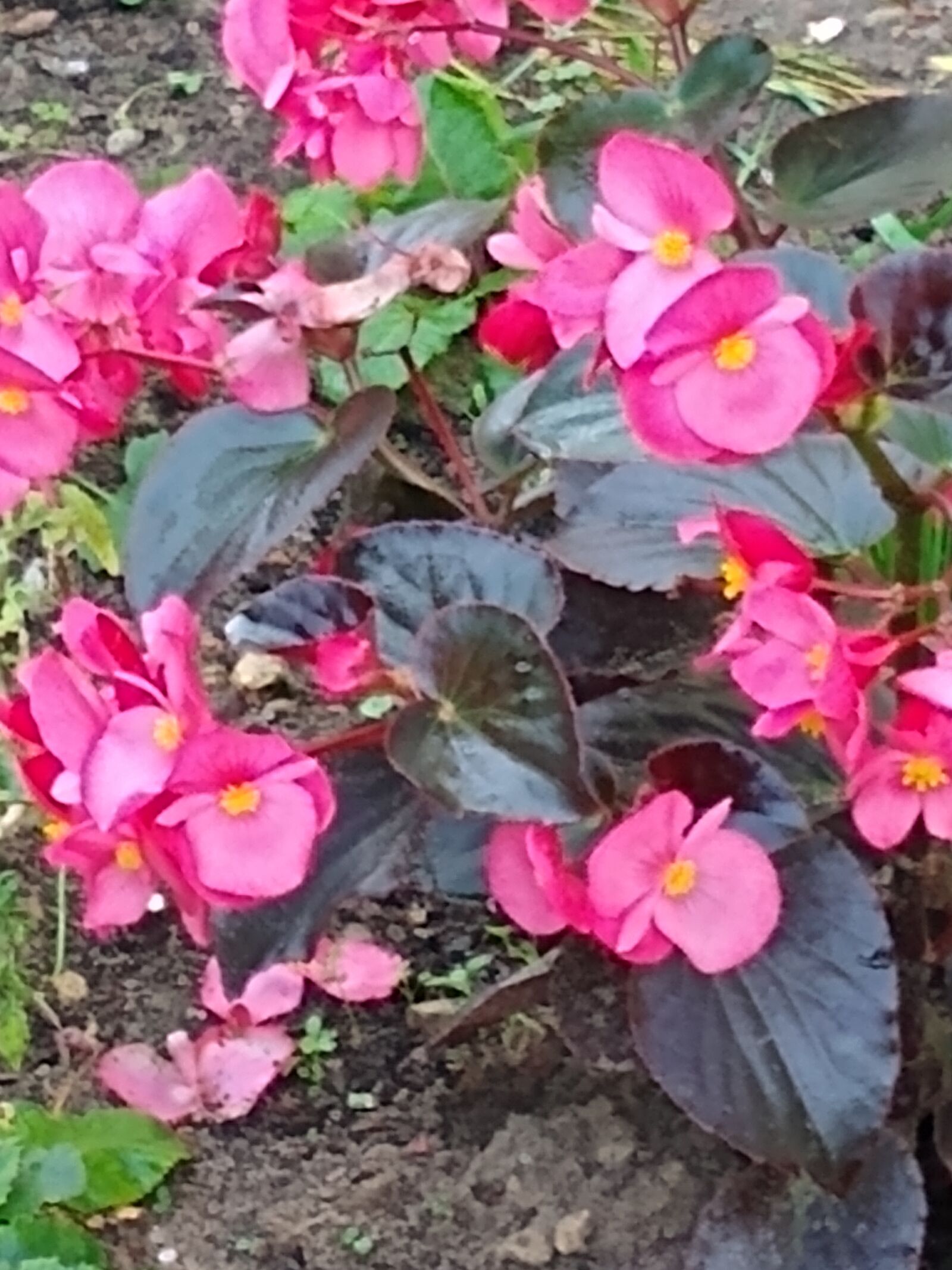 Motorola moto g(7) sample photo. Pink, flower, green photography