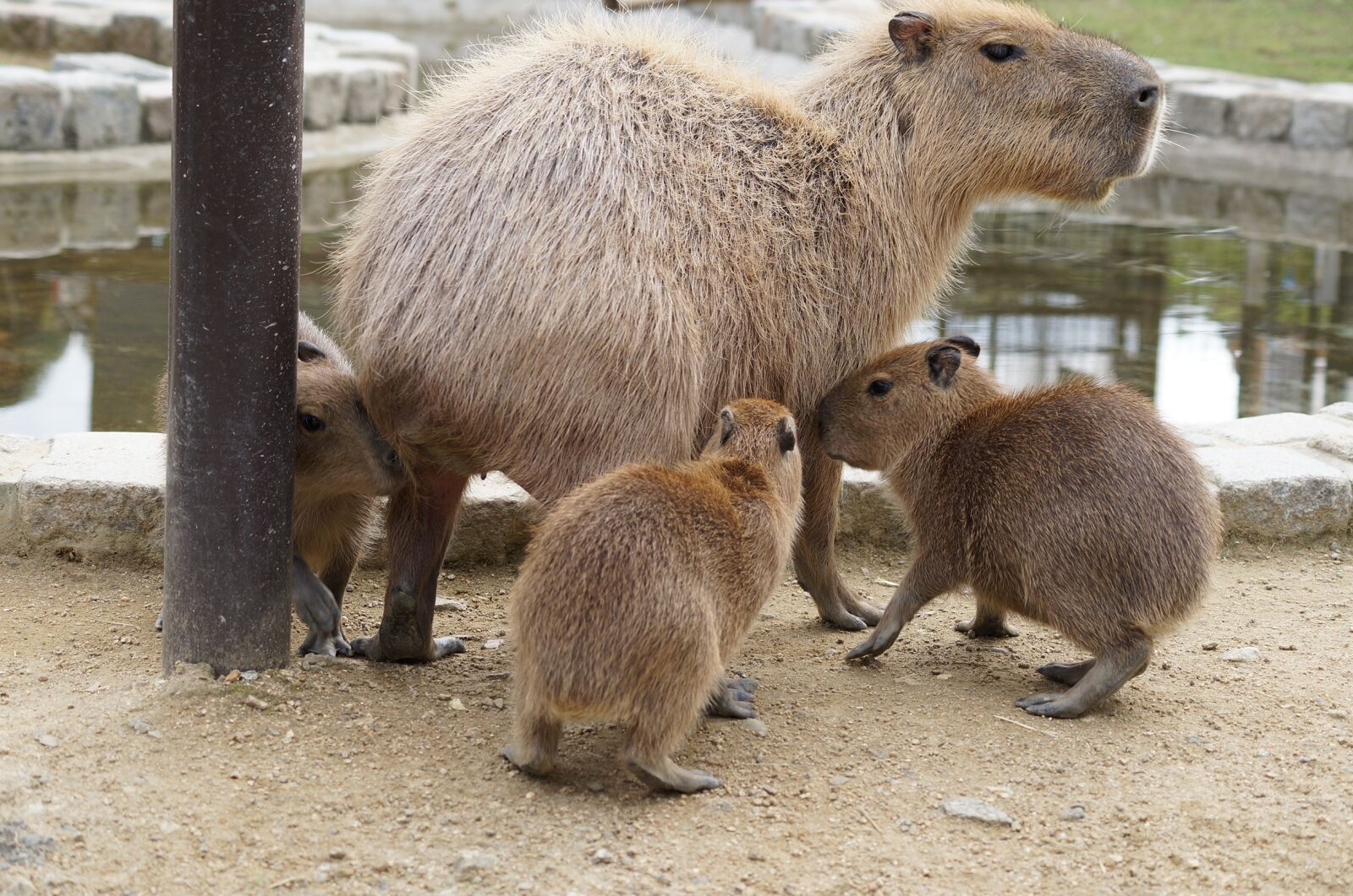 Sony SLT-A57 + Sony DT 55-200mm F4-5.6 SAM sample photo. Capybara, harvest hills, my photography