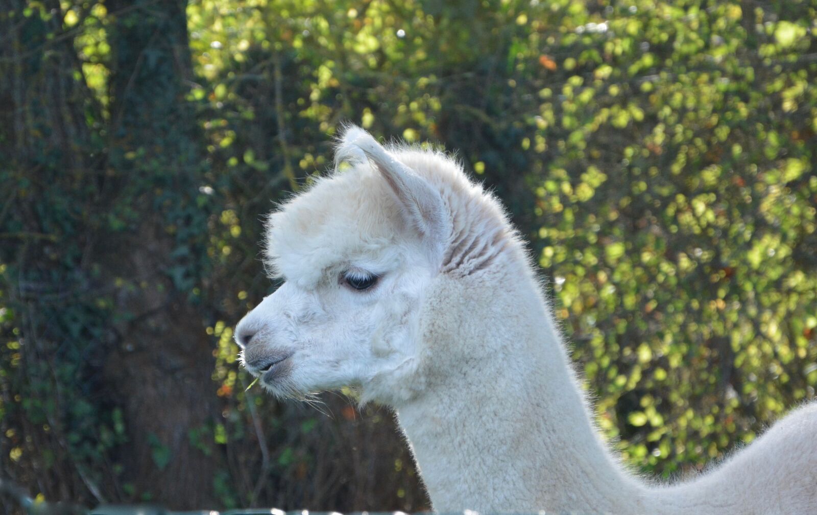 Nikon D5200 sample photo. Lama, lama glama, white photography
