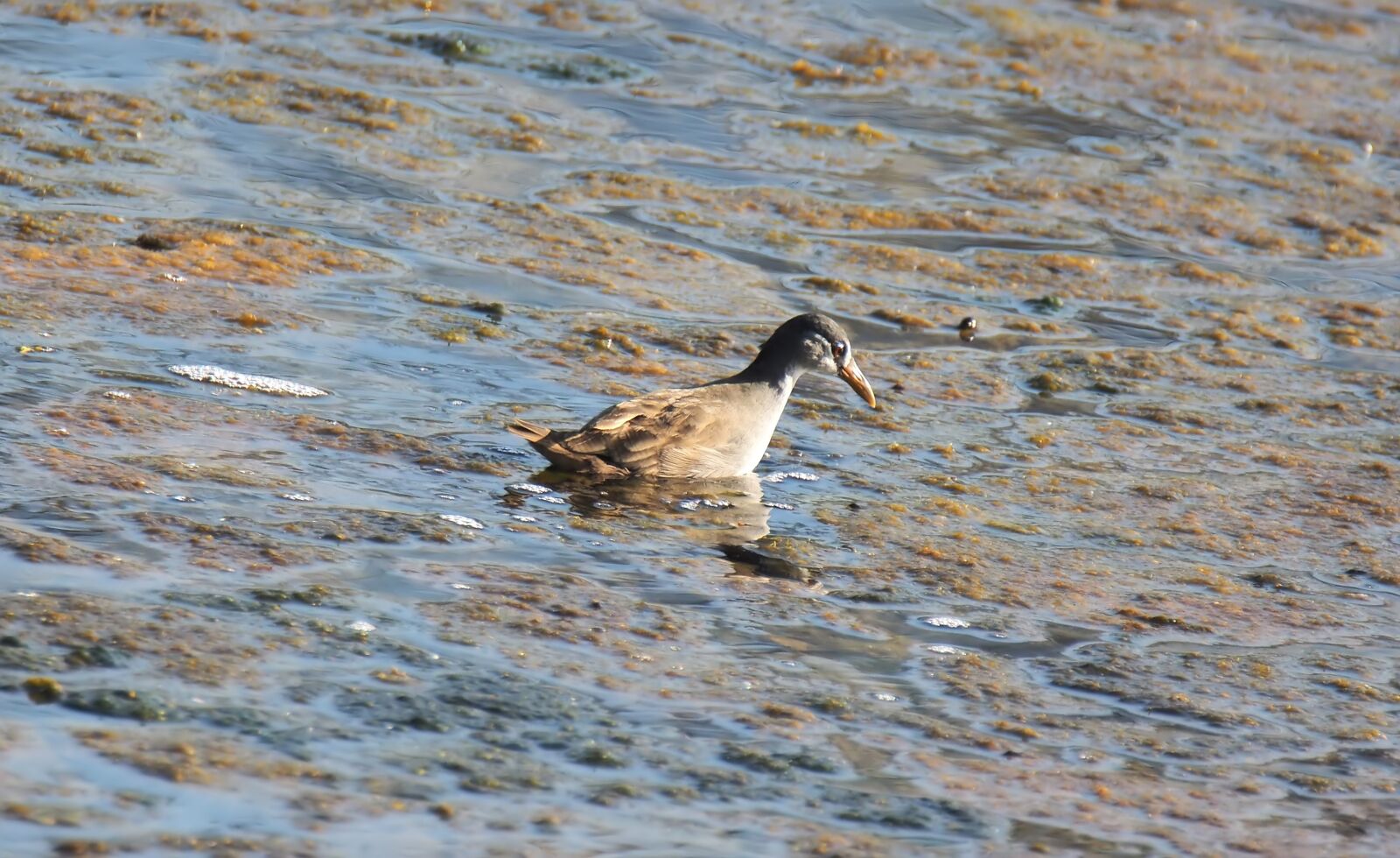 Olympus OM-D E-M1 sample photo. Water, nature, bird photography