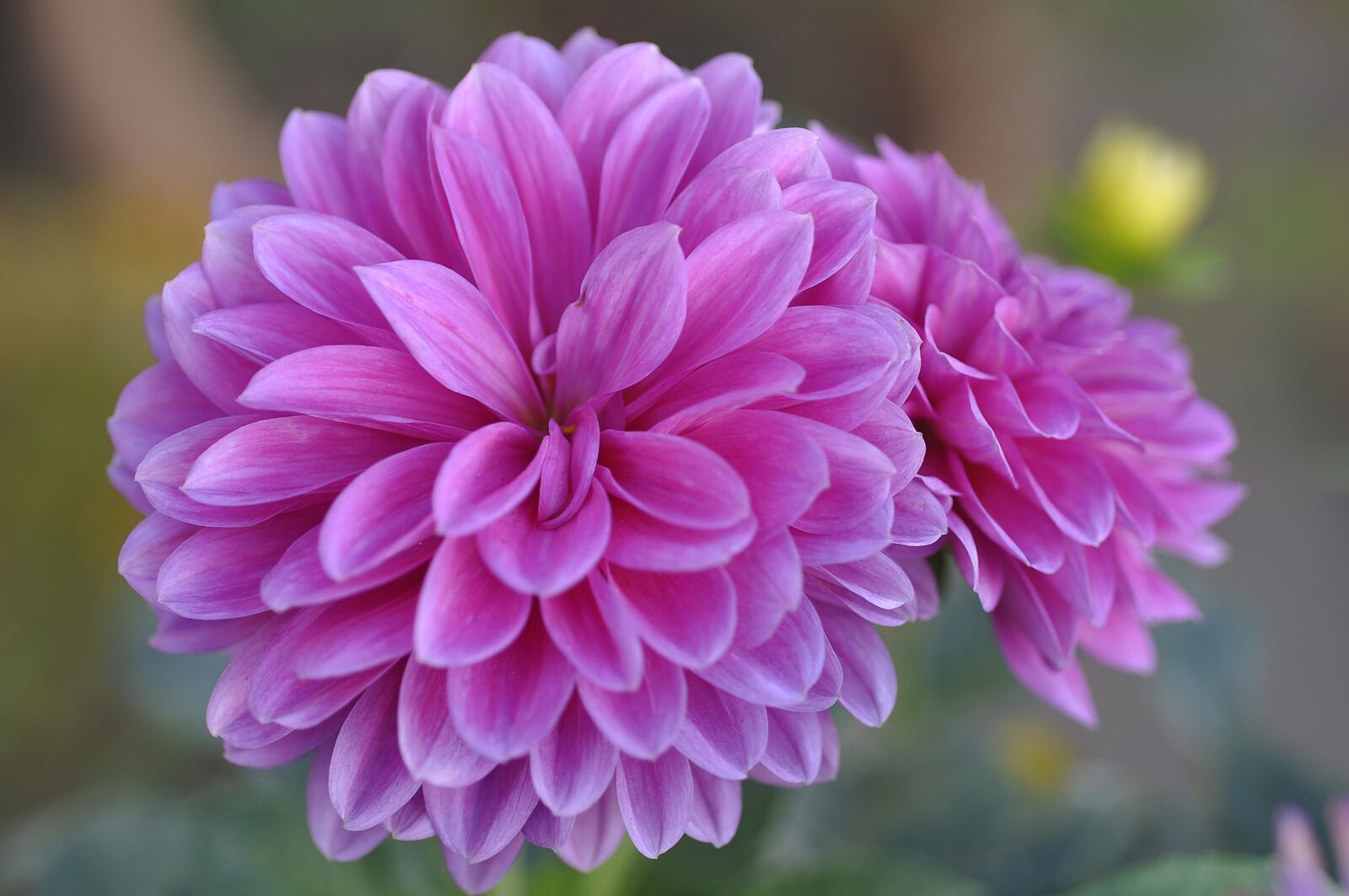 Nikon D90 sample photo. Pink, color, stars photography