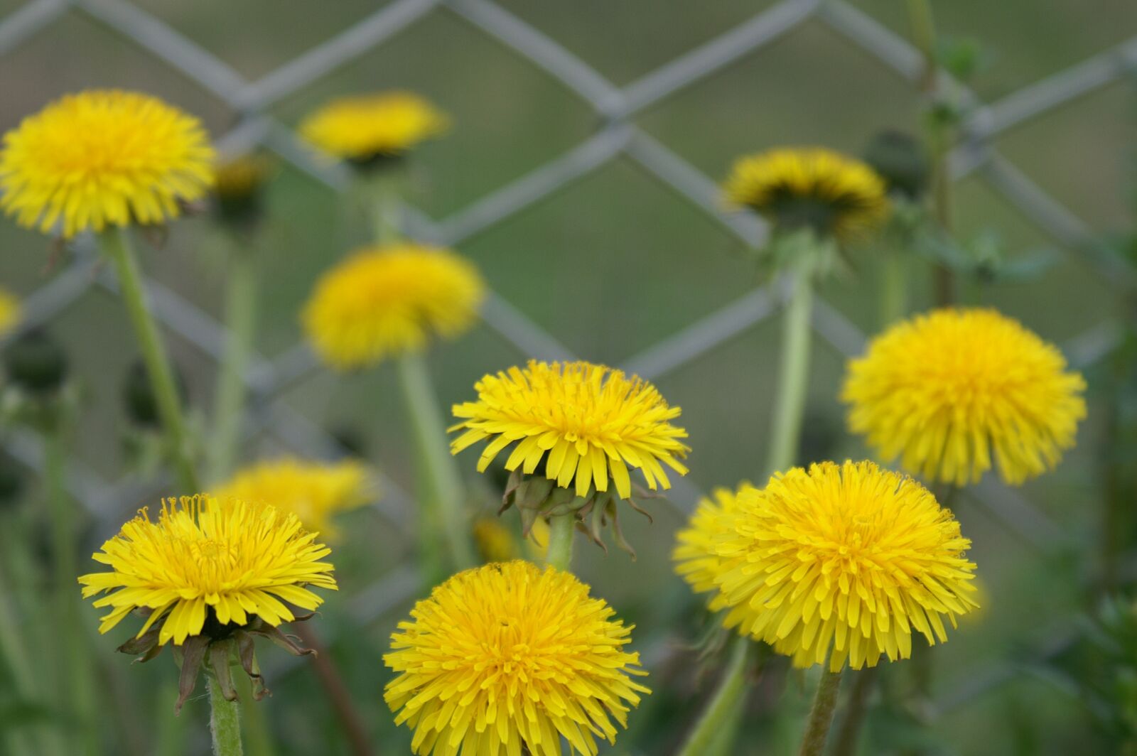 KONICA MINOLTA DYNAX 5D sample photo. Dandelion, flowers, fence photography