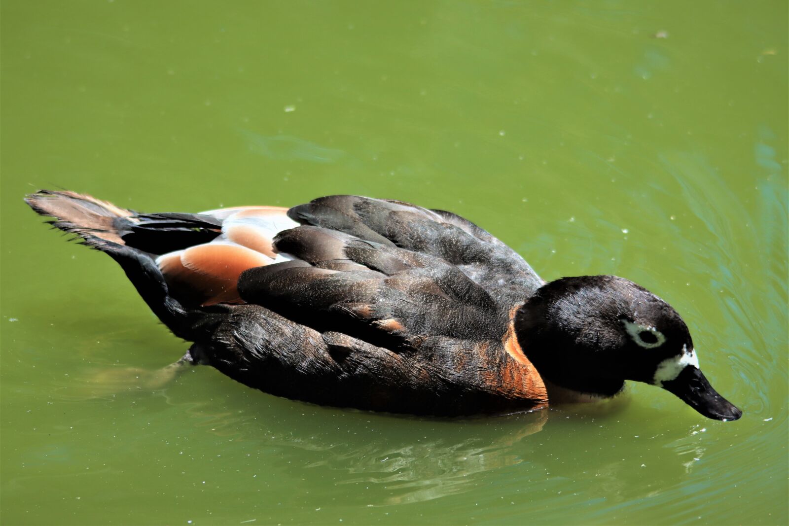 Canon EOS 90D sample photo. Australian shelduck, wading, water photography