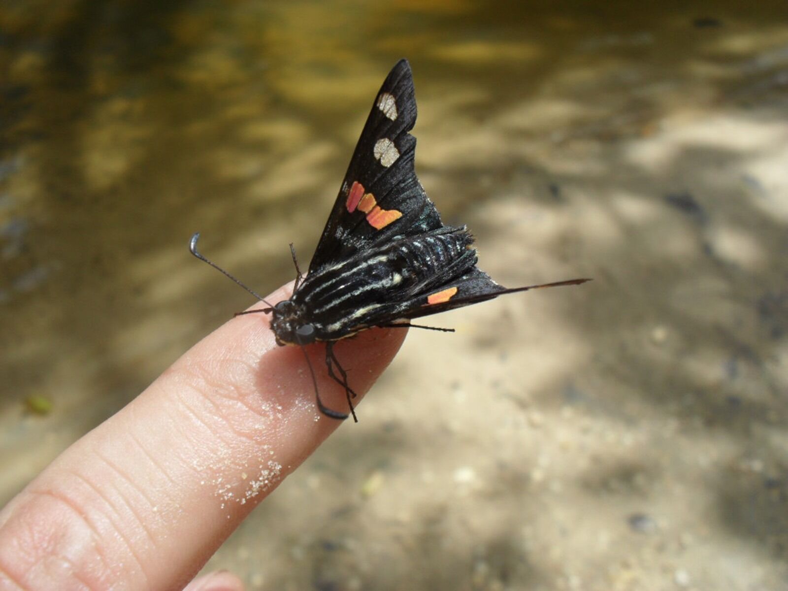 Samsung ES17 / VLUU ES17 /  SL40 /  ES19 sample photo. Nature, animals, finger photography
