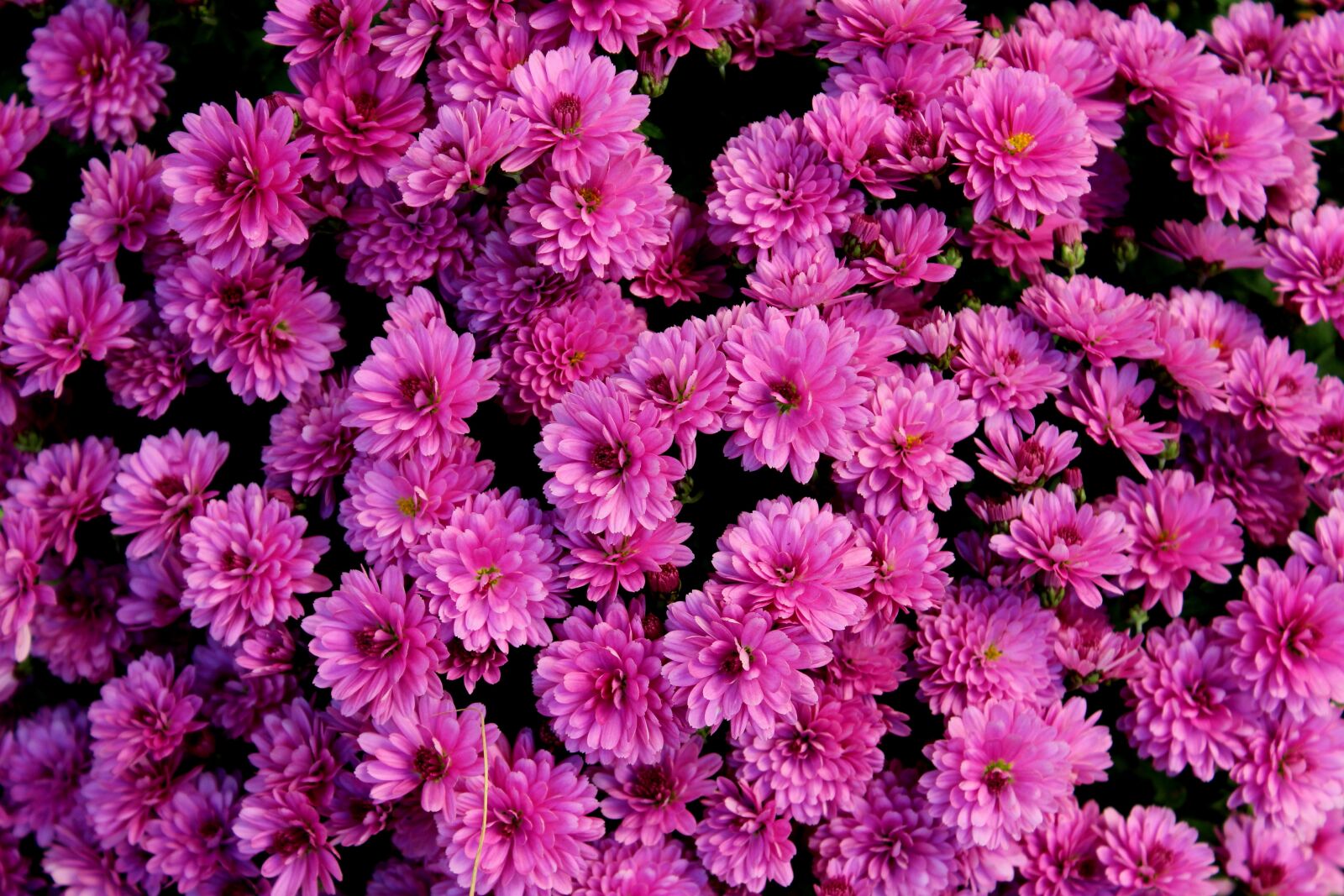 Canon EOS 1200D (EOS Rebel T5 / EOS Kiss X70 / EOS Hi) sample photo. Chrysanthemum, purple flowers, flower photography